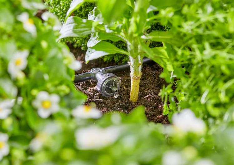 Un système d'irrigation goutte à goutte arrose la base d'une plante verte entourée de feuillage luxuriant et de fleurs blanches, favorisant une utilisation efficace de l'eau.