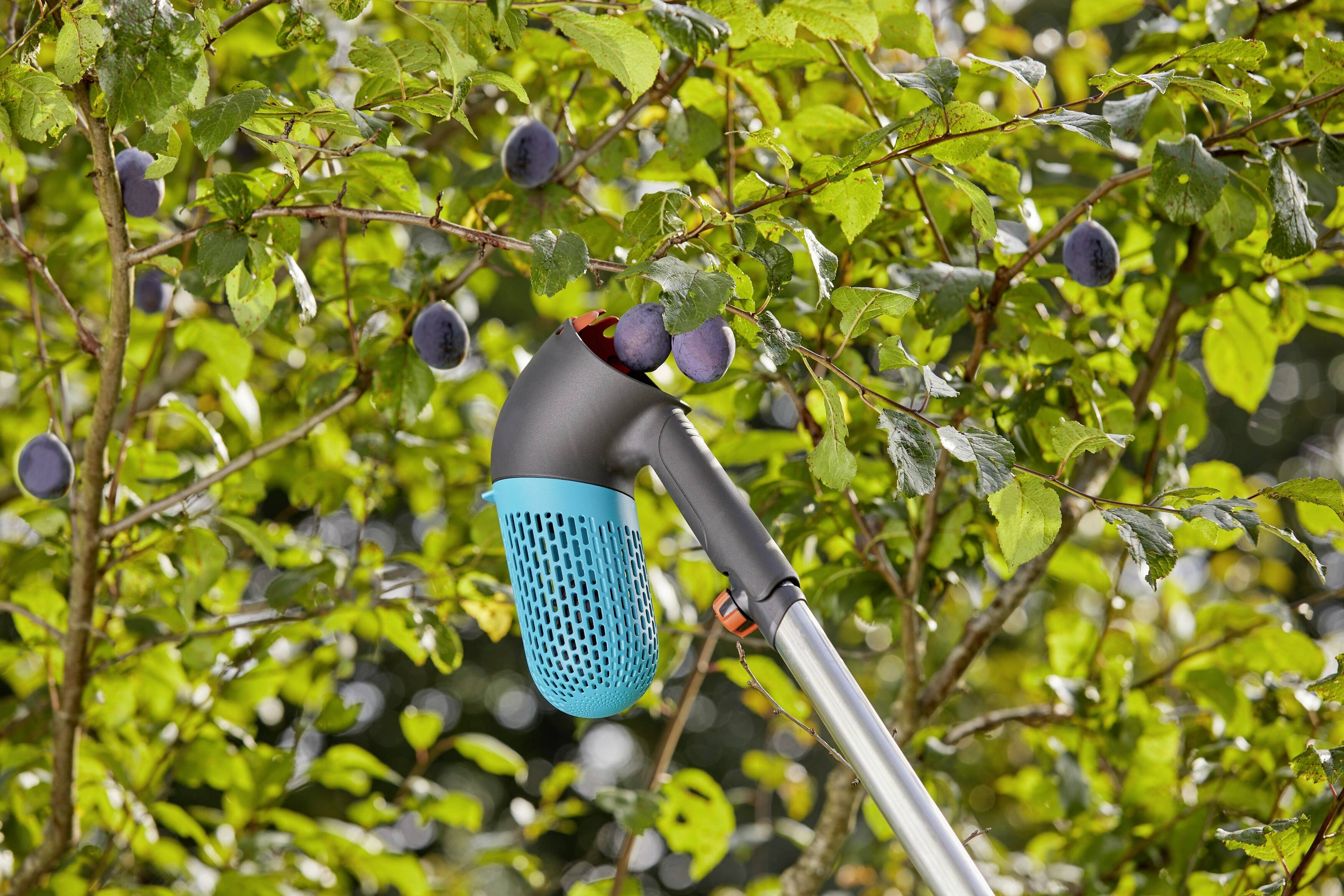 Un outil de récolte à tête bleue cueille des prunes d'un arbre chargé de fruits mûrs. Arrière-plan composé de feuilles vertes et de prunes.