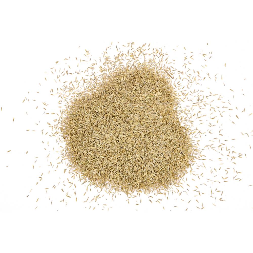 Une poignée de graines de riz, dispersées sur un fond blanc.