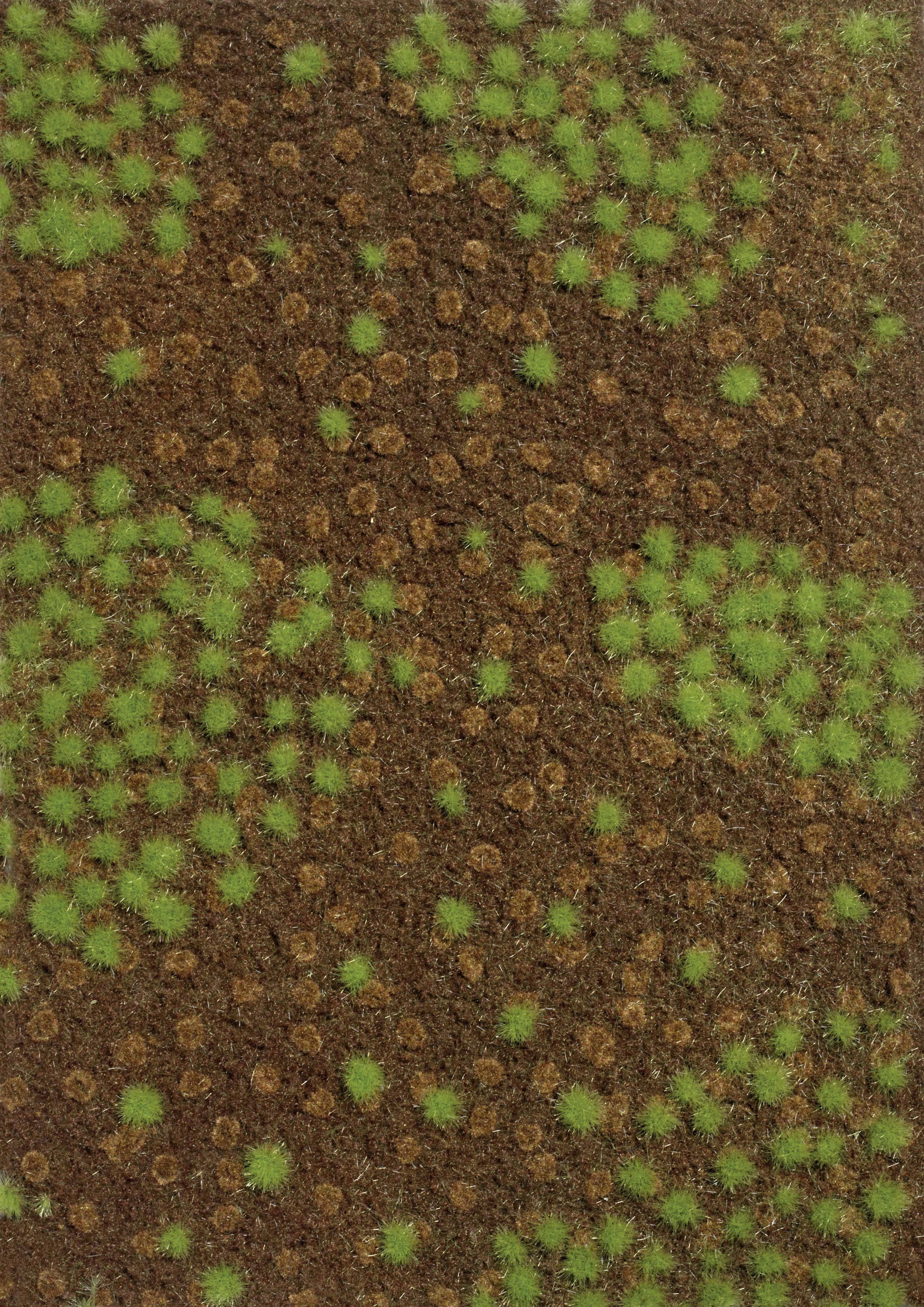 Cactus verts éparpillés sur un sol brun, disposés en groupes. Ils forment un motif de petites plantes serrées les unes contre les autres.