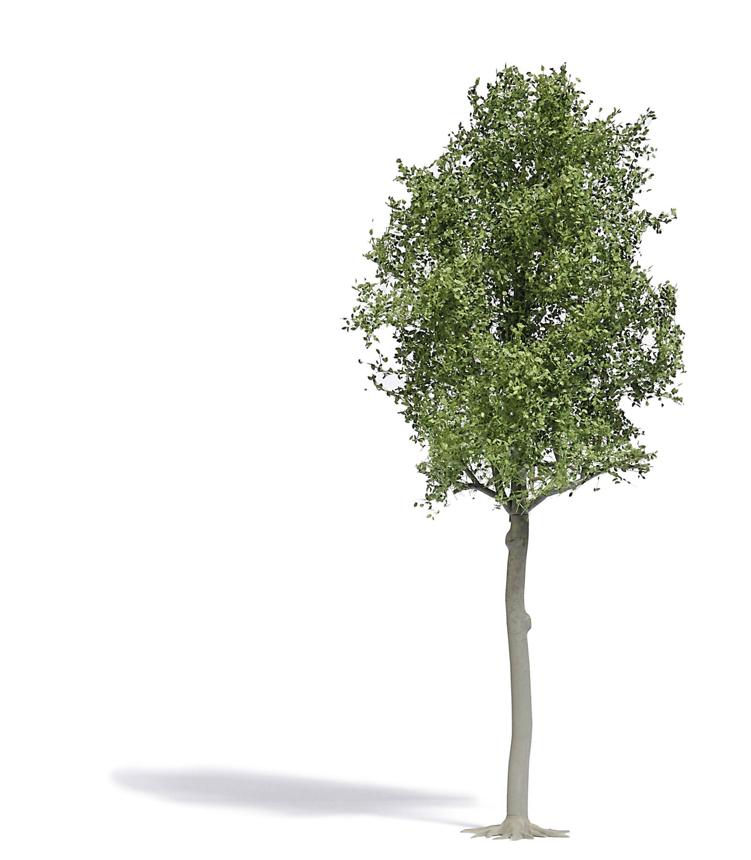 Busch 3797 Arbre tilleul 1 pc(s)