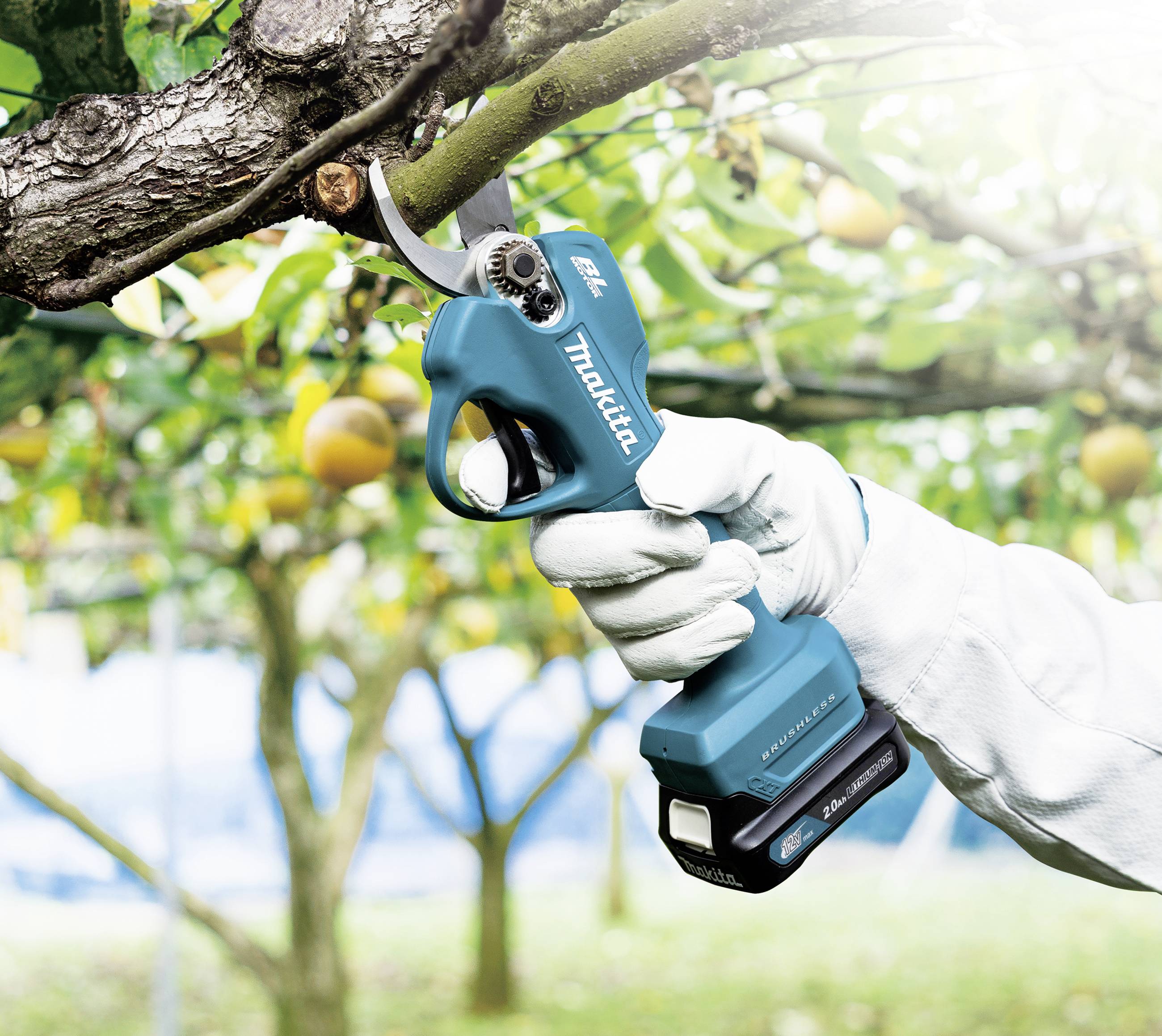 Une main gantée de blanc coupe une branche avec un sécateur bleu. Des arbres fruitiers sont visibles en arrière-plan.
