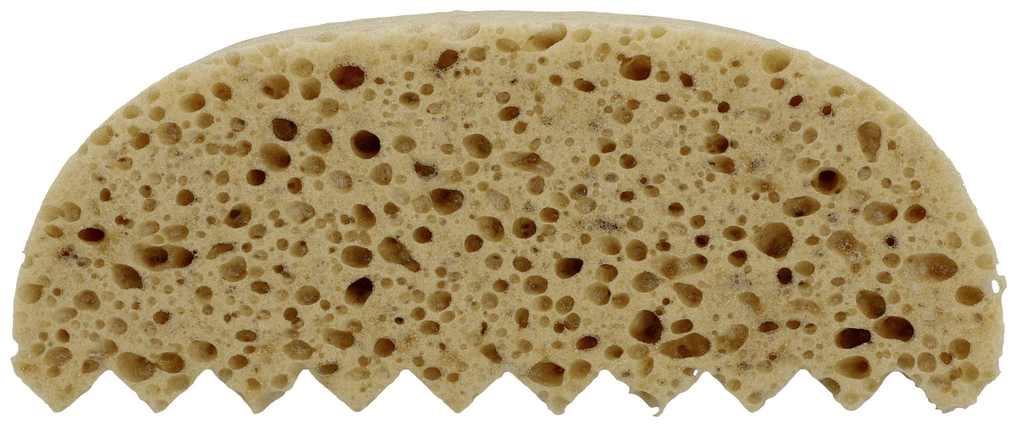 Une éponge naturelle avec des pores irréguliers, dentelés sur sa face inférieure. Idéale pour le nettoyage ou comme élément décoratif.