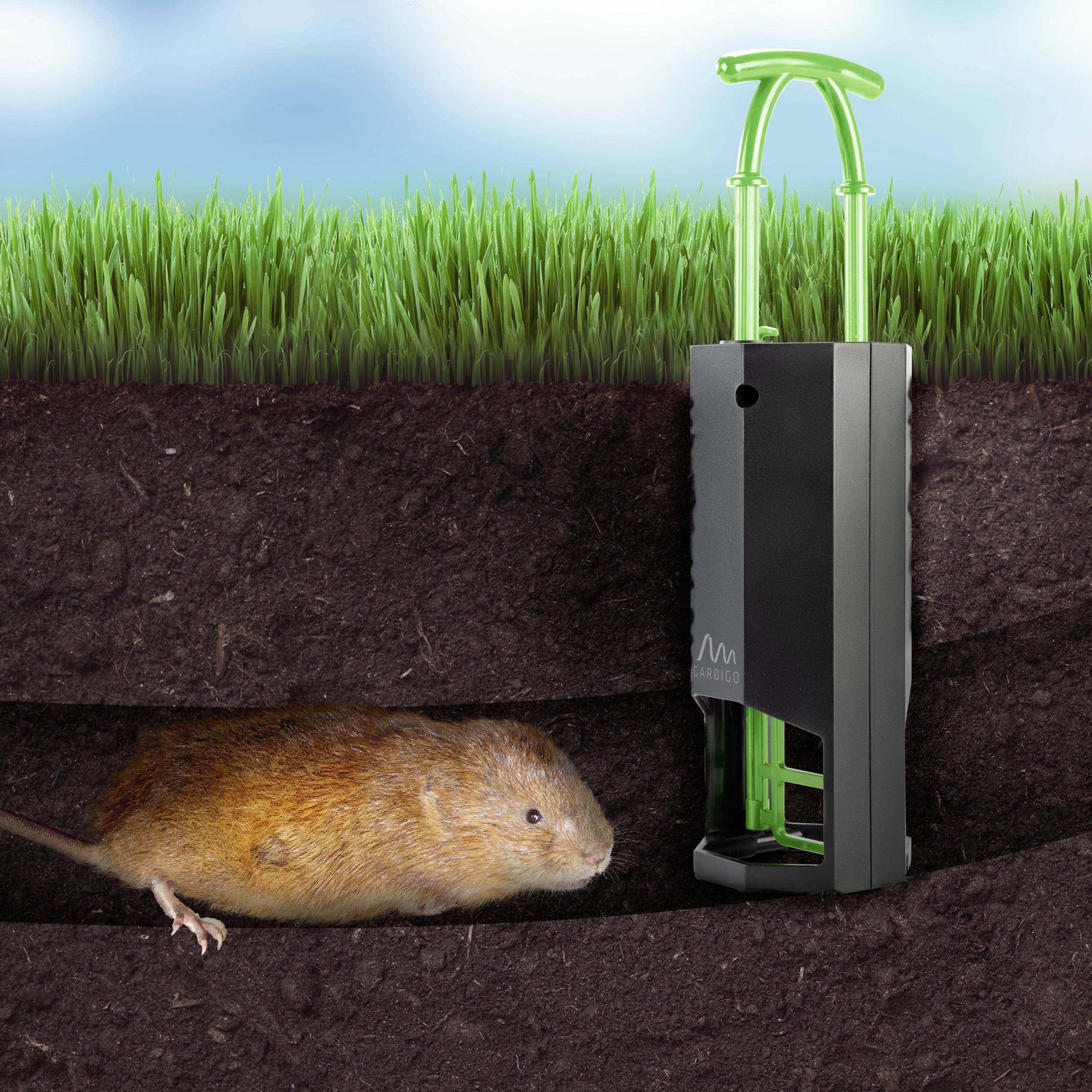 Une taupe se déplace sous terre. À côté se trouve un piège à taupes noir et vert dans le sol.