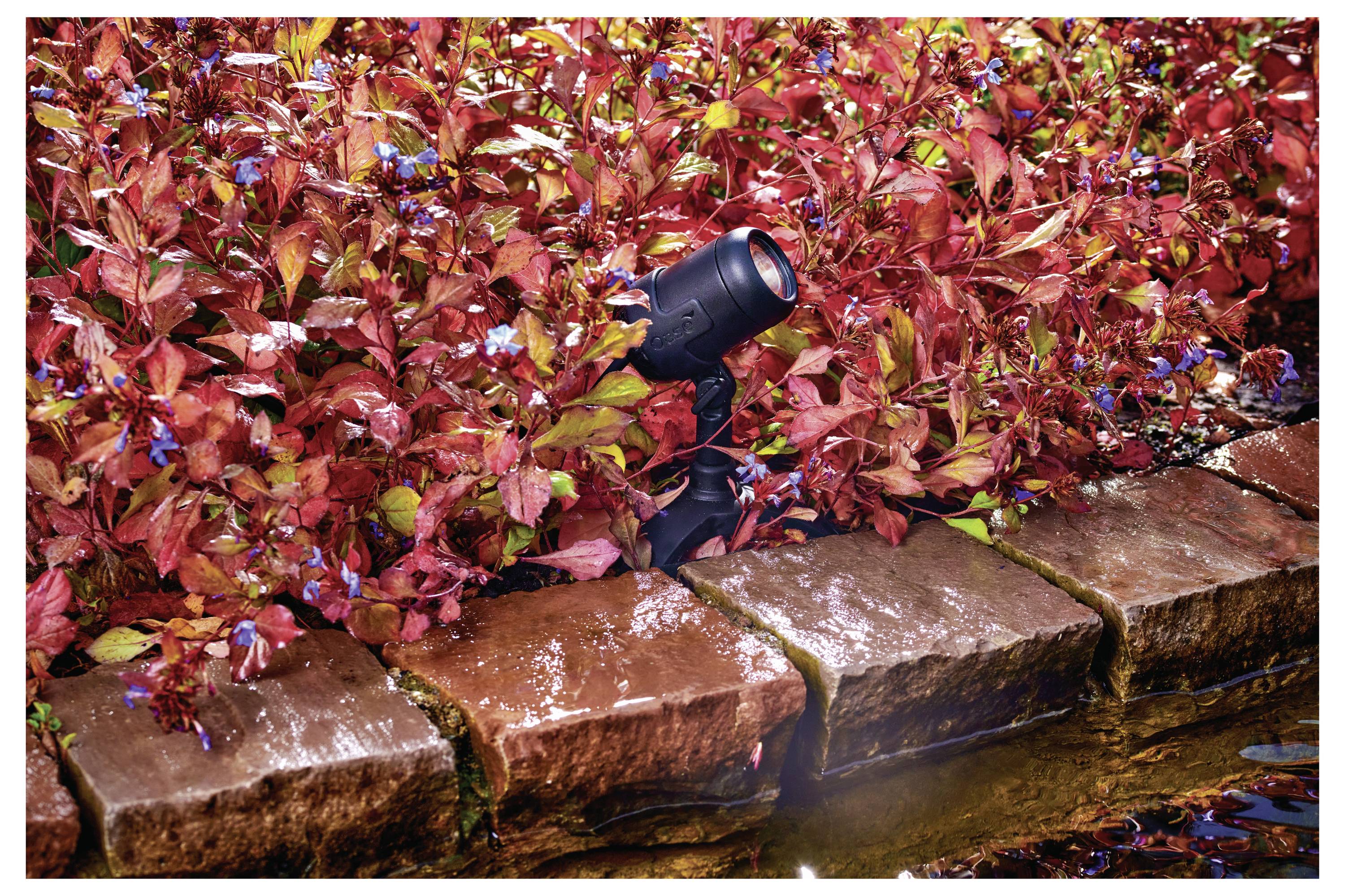 Un projecteur de jardin est partiellement dissimulé parmi le feuillage rouge, illuminant les plantes qui l'entourent. La scène comprend une bordure en pierre et un point d'eau.