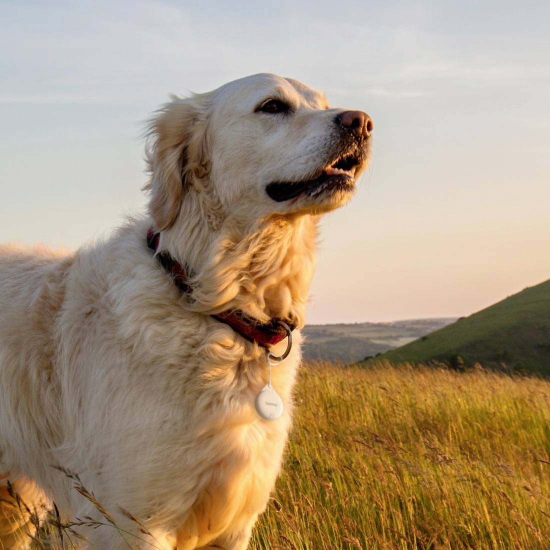 Un Golden Retriever est assis sur une prairie au coucher du soleil, regardant au loin et portant un collier rouge.