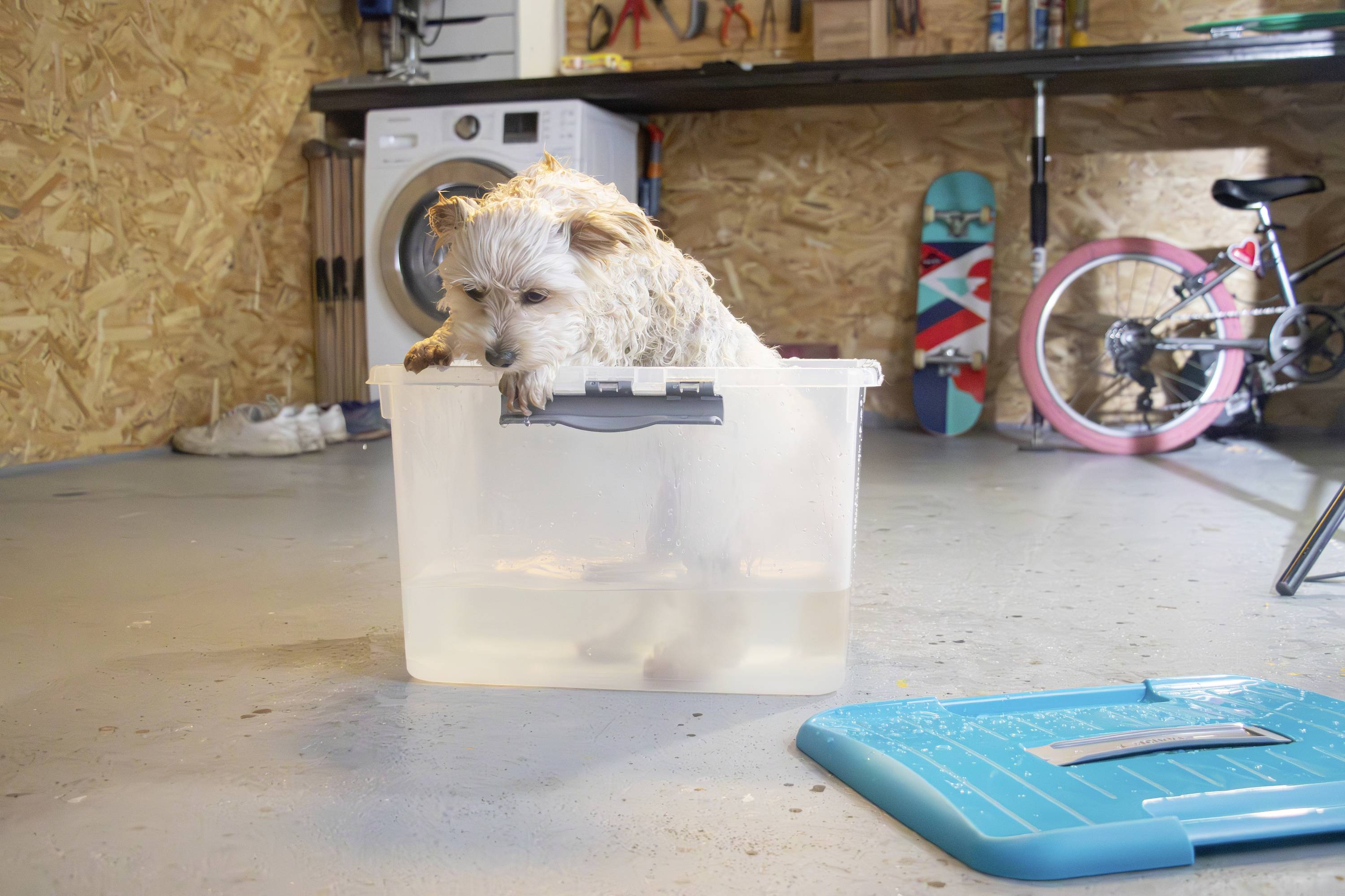 Curver 259568 Boîte de rangement Optima Classic 75 Jahre-Edition lilas (métallisé) 1 pc(s)