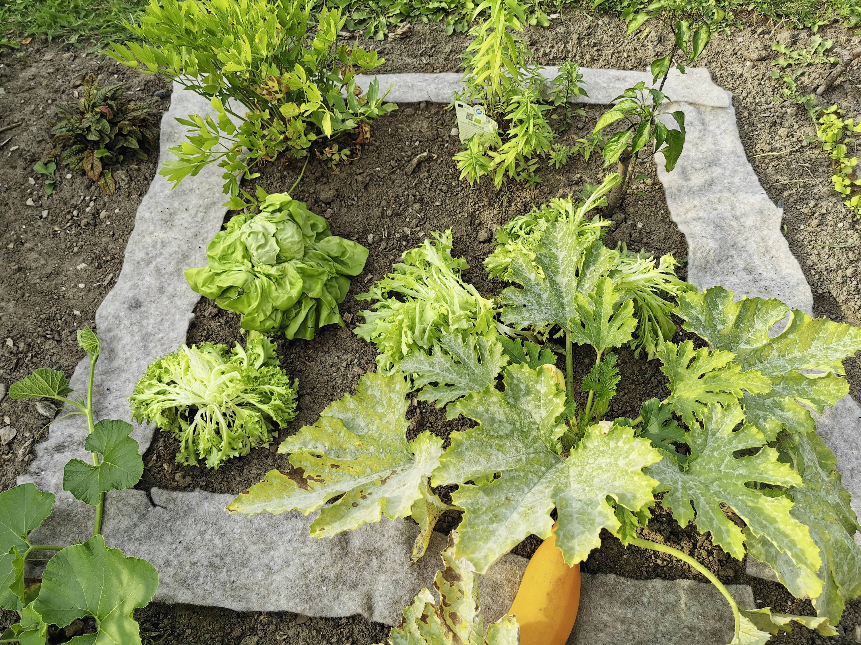 Jardin potager avec différentes plantes : une laitue, un plant de courgette avec une courgette mûre de couleur orange et d'autres plants.