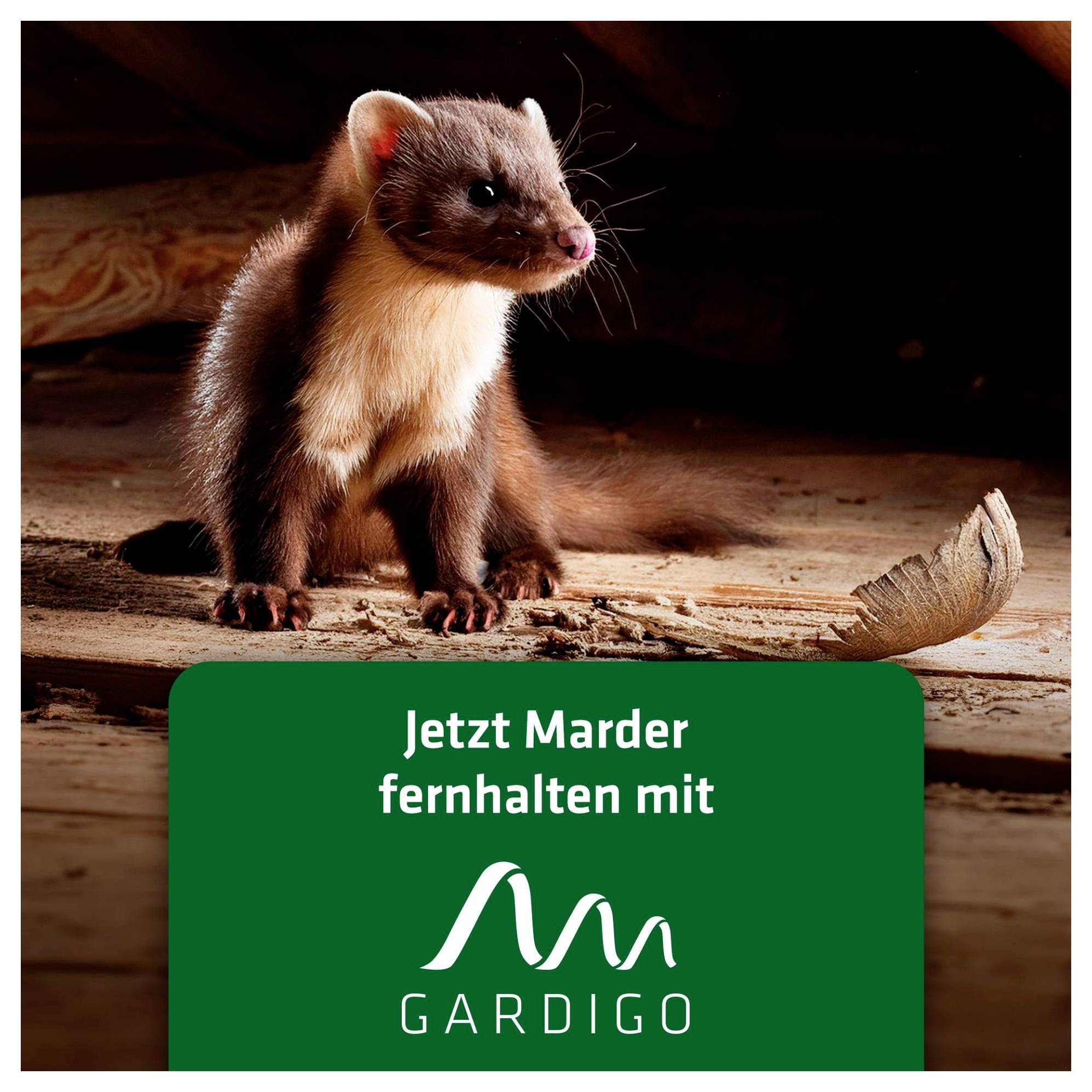 Gardigo 60036INT Module anti-martres 1 pc(s)