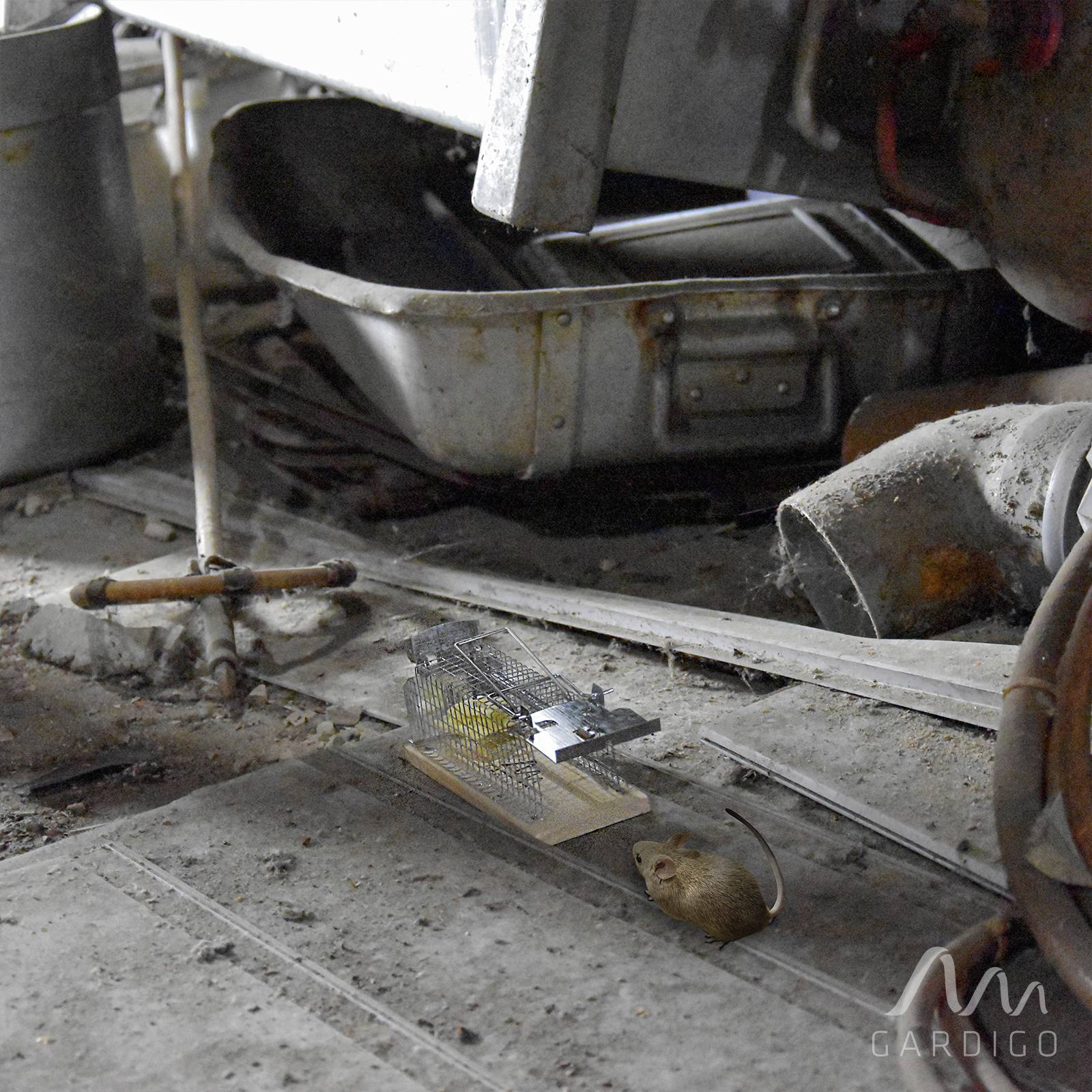 Dans une cave, un piège à souris est installé. Une souris est assise à côté et semble être intéressée par le piège.