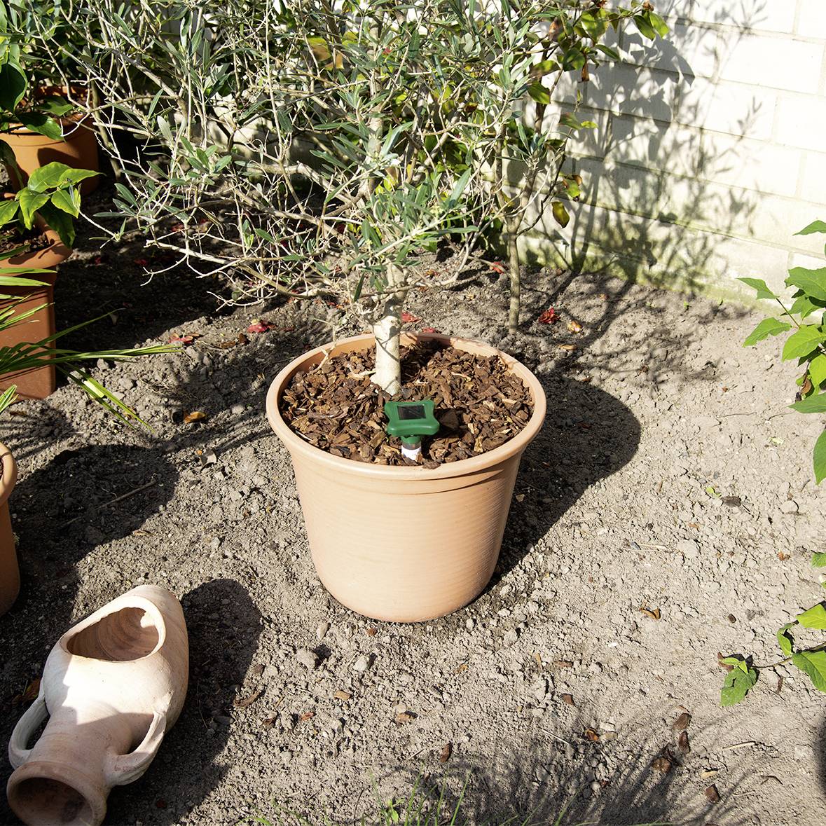 Un petit olivier dans un pot en terre cuite se tient au soleil sur un parterre, à côté duquel repose un vase en terre cassé.