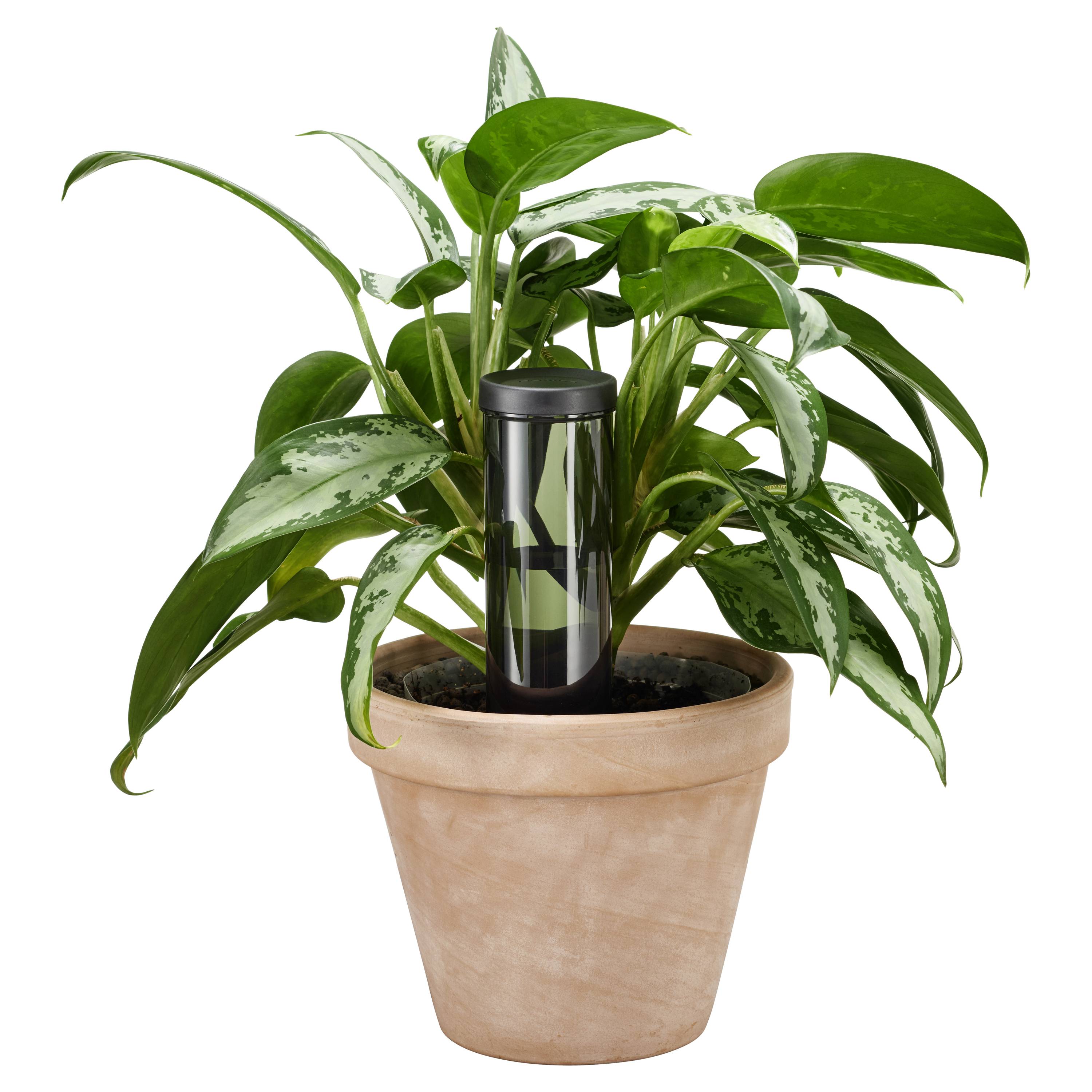 Une plante verte est placée dans un pot en terre cuite, avec un dispositif d'irrigation noir au centre.