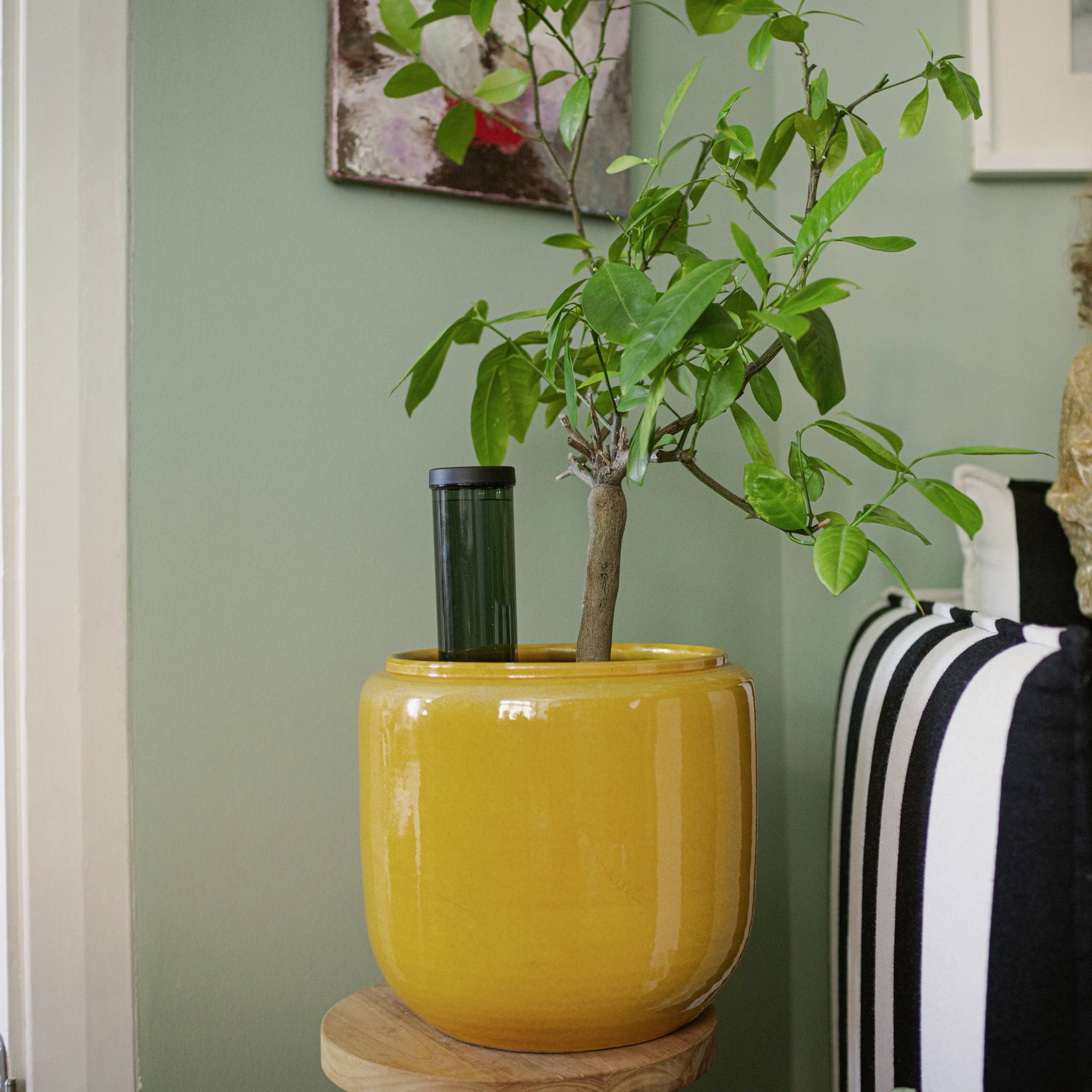 Une plante dans un pot de fleurs jaune est posée sur une petite table. En arrière-plan, on peut voir un mur vert et un tableau encadré.