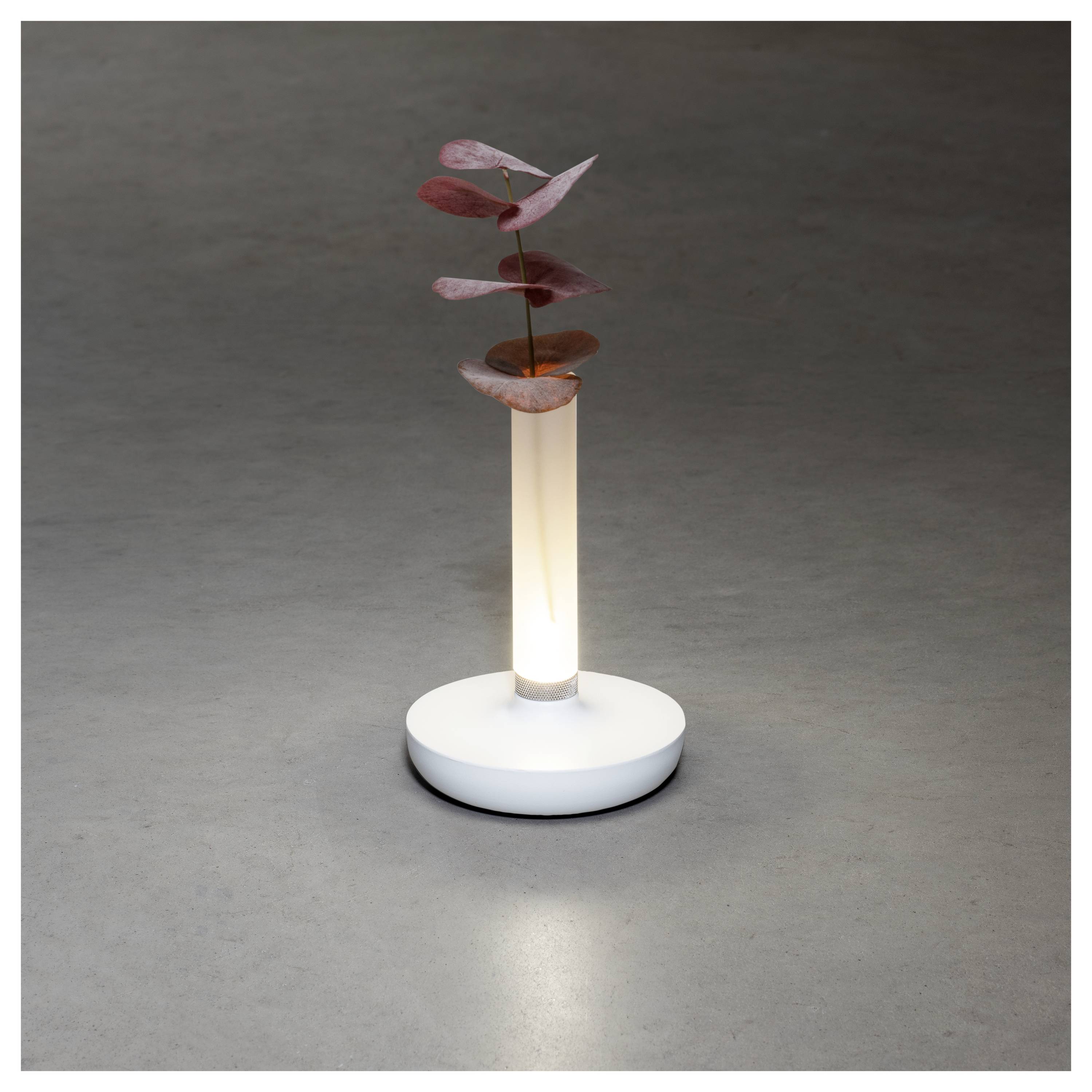 Une lampe minimaliste à base blanche illumine une tige verticale unique supportant des feuilles rose-rougeâtre dans un support cylindrique en verre.