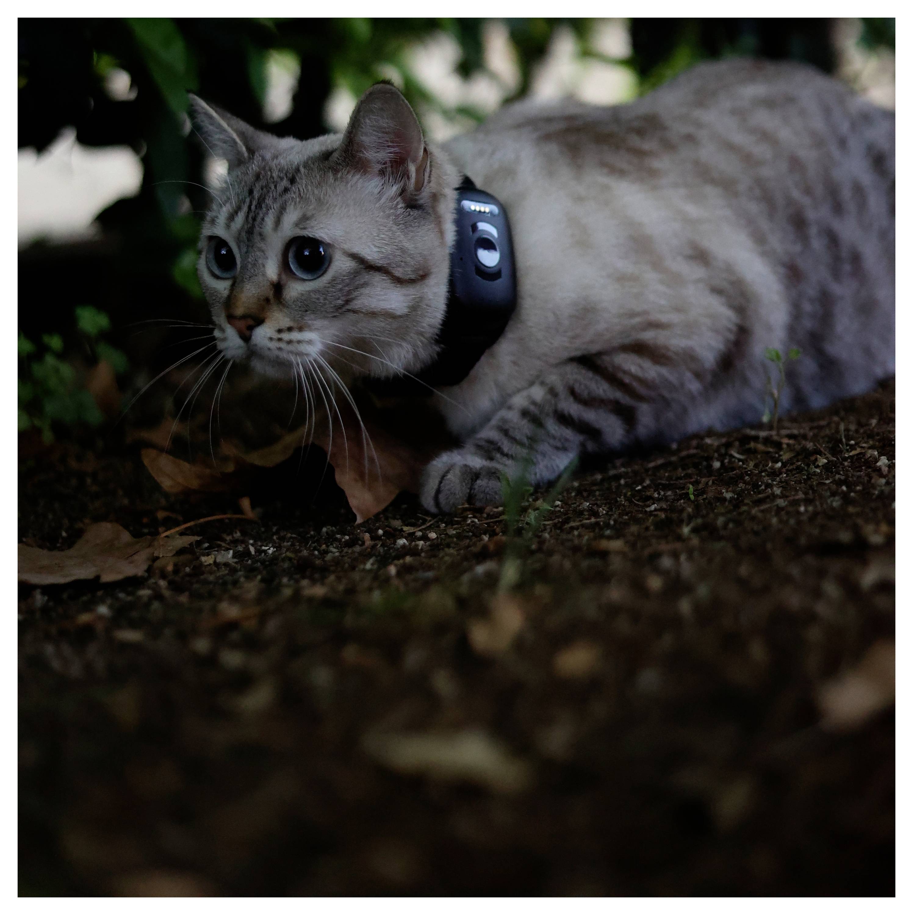 Un chat portant un collier s'accroupit sur le sol, semblant traquer ou observer quelque chose intensément au milieu du feuillage.