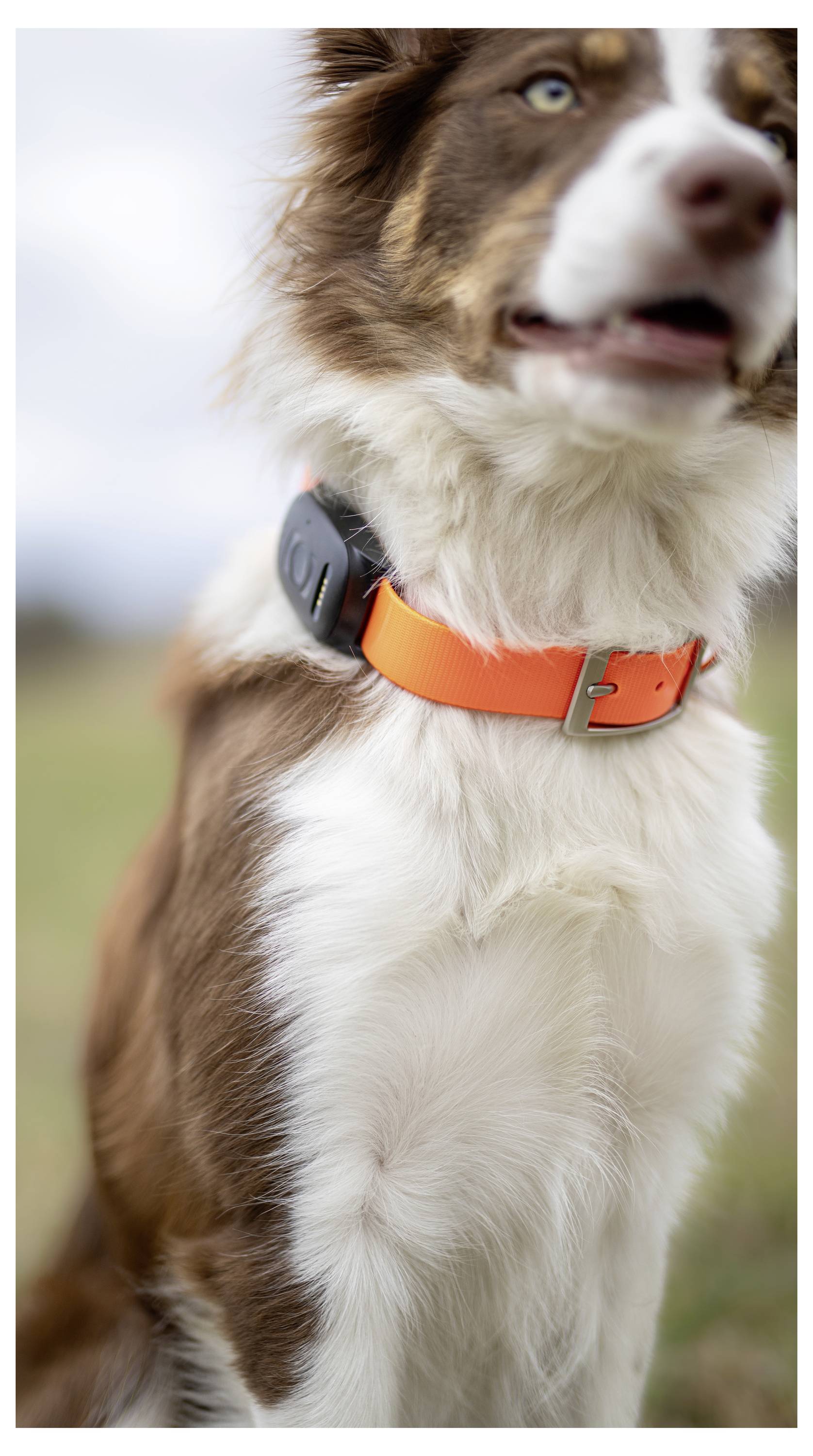 Un chien portant un collier orange avec un appareil électronique noir attaché, se tenant dehors avec un arrière-plan flou.