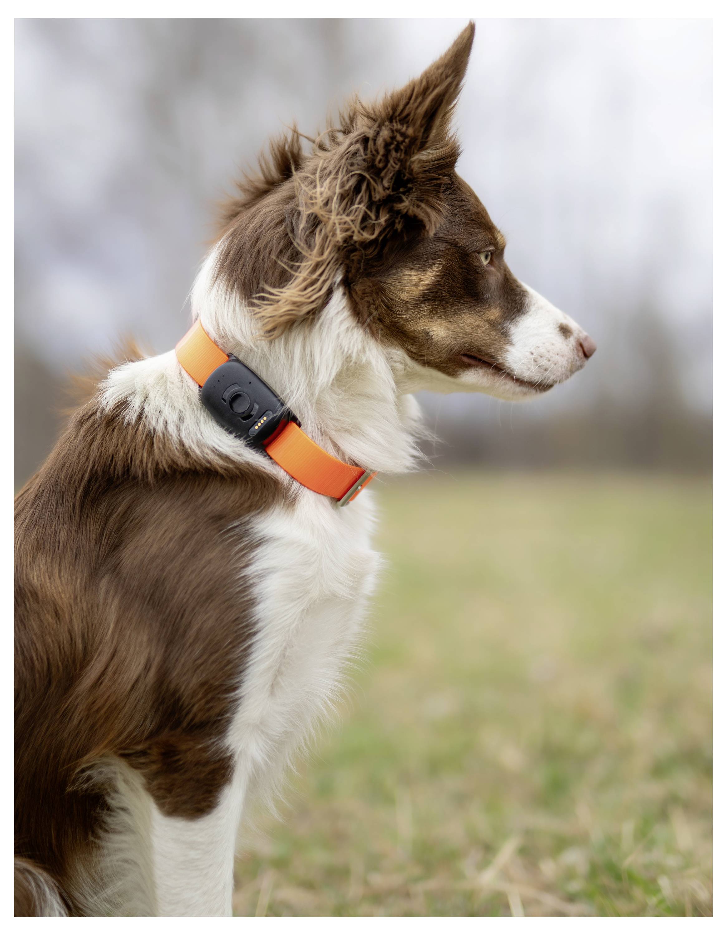 Un chien brun et blanc portant un collier orange est assis attentivement dans un champ herbu, regardant au loin.