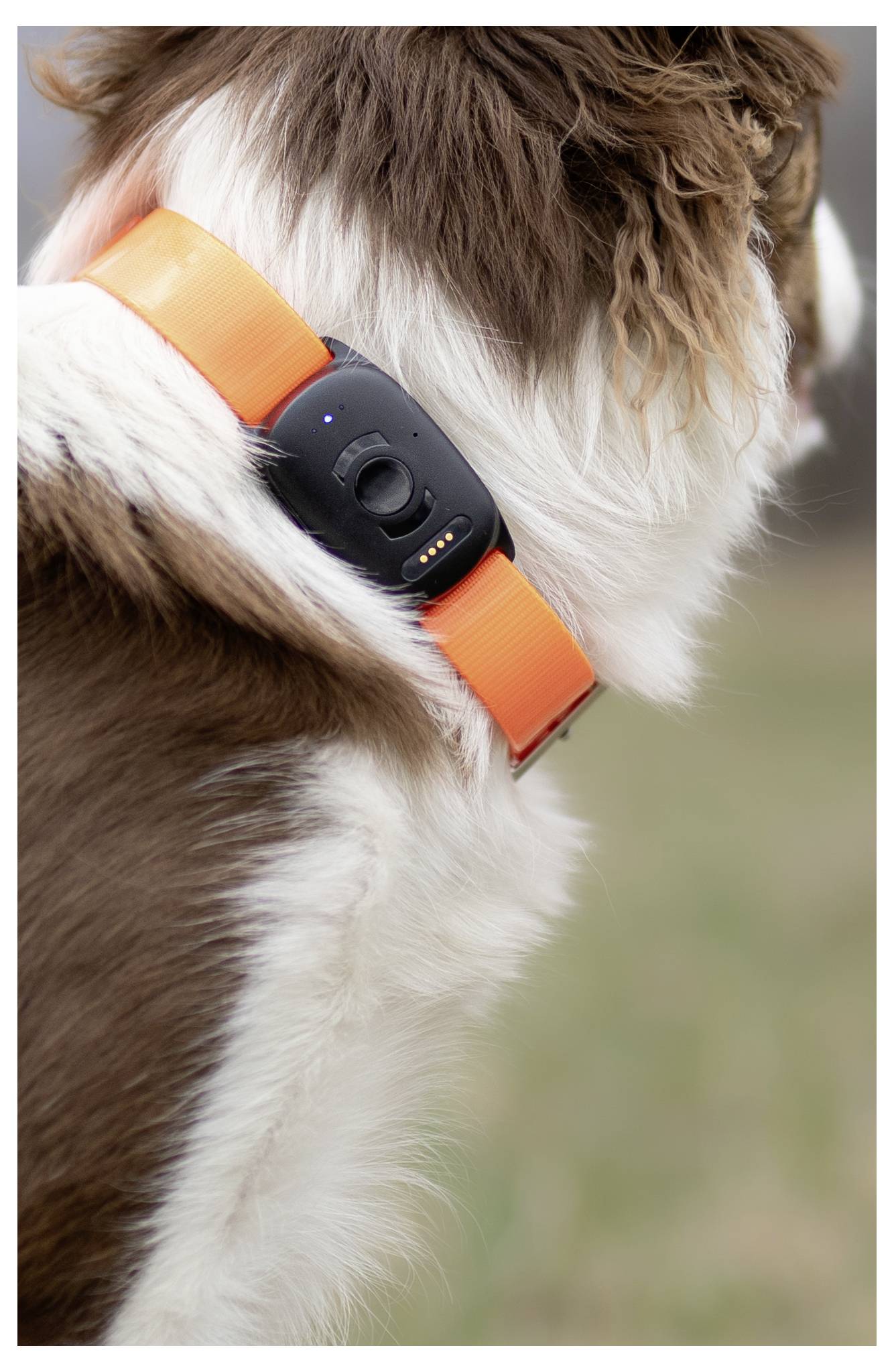 Un chien de dos, portant un collier orange avec un appareil noir attaché.
