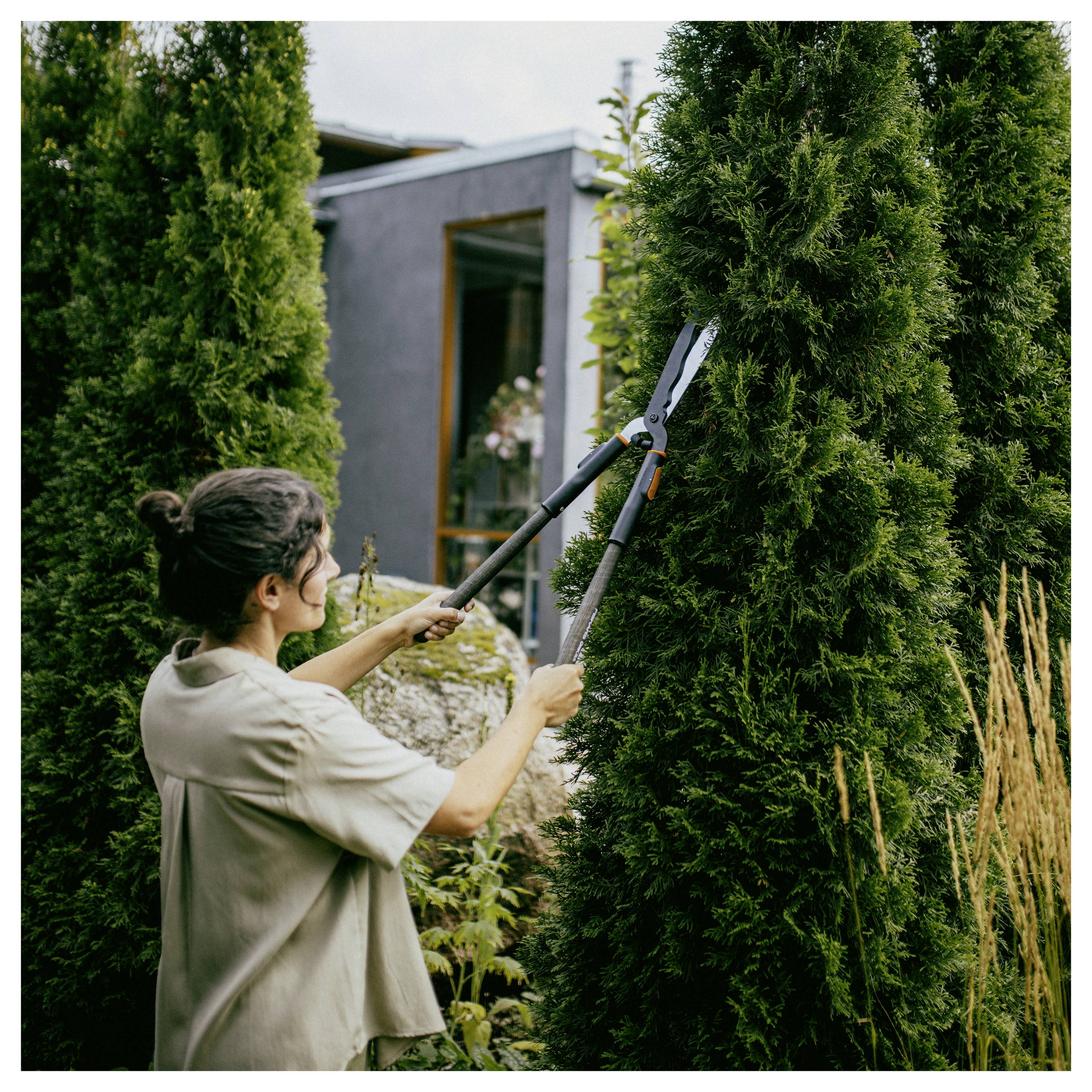 Une personne taille un arbuste à feuillage persistant de grande taille avec un sécateur à long manche dans un jardin à côté d'une maison.