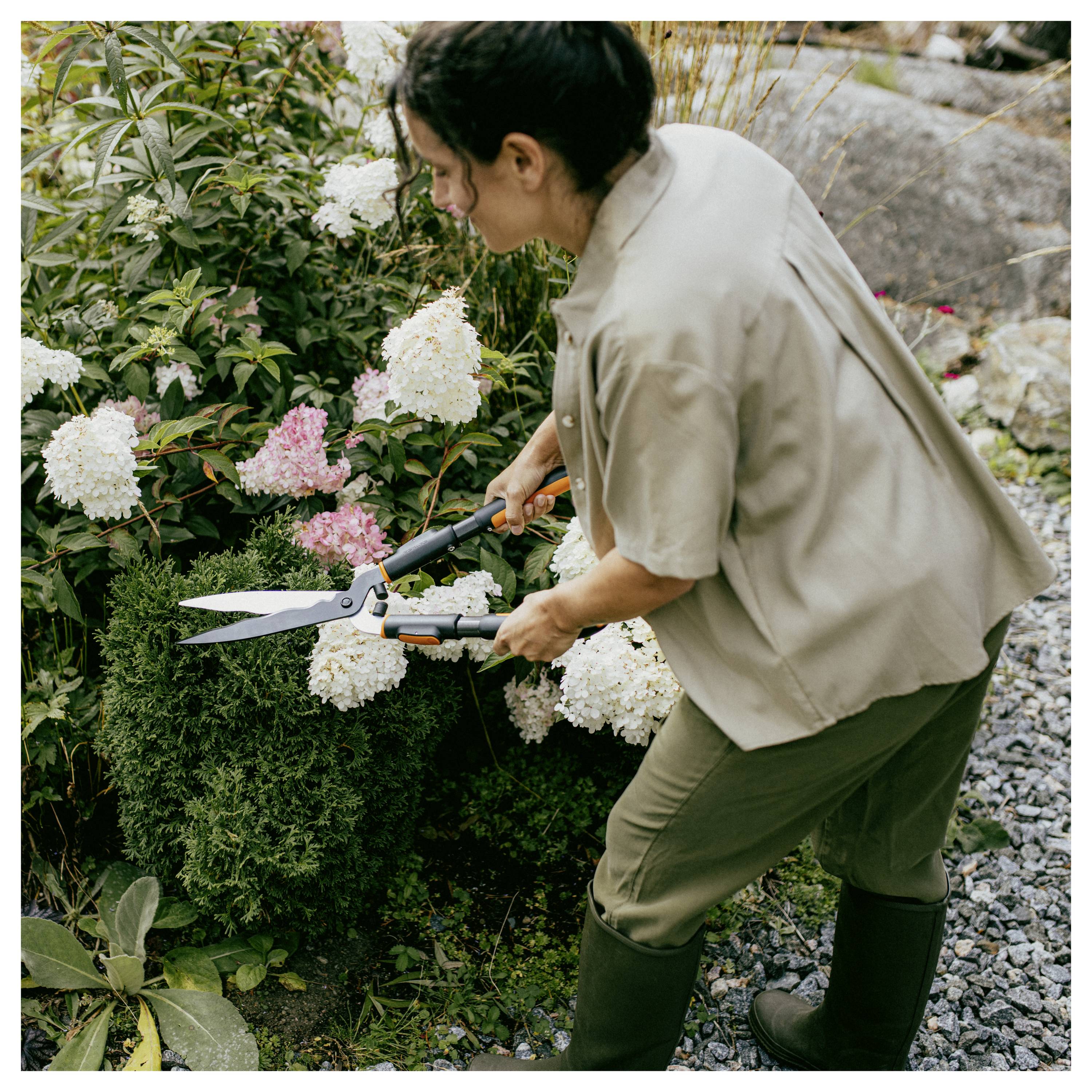 Une personne taillant des hortensias blancs et roses dans un jardin avec de grands sécateurs.