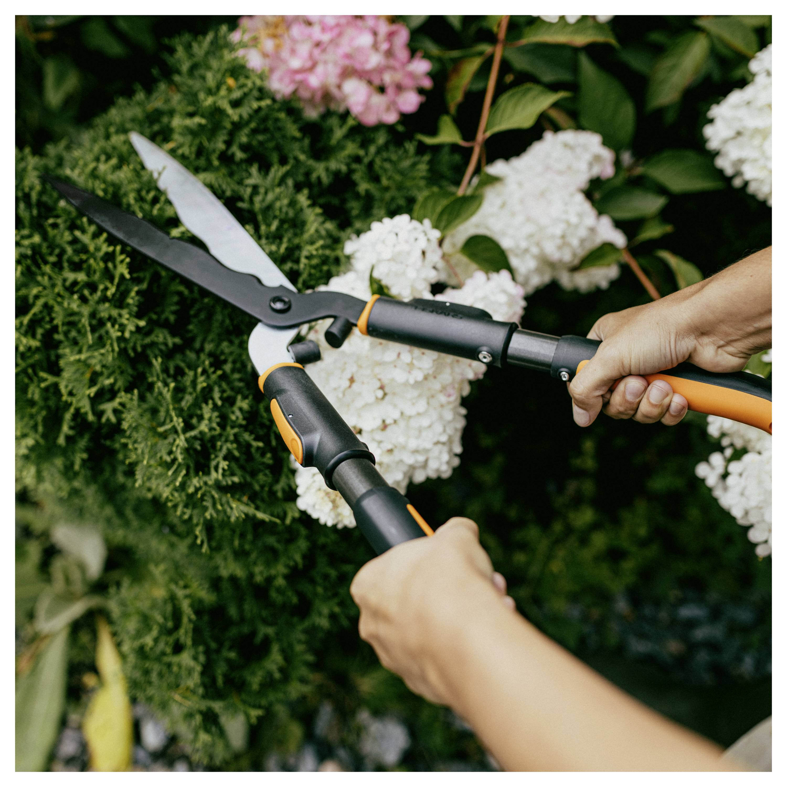 Mains utilisant des cisailles à haie pour tailler un arbuste fleuri avec des fleurs blanches et roses.