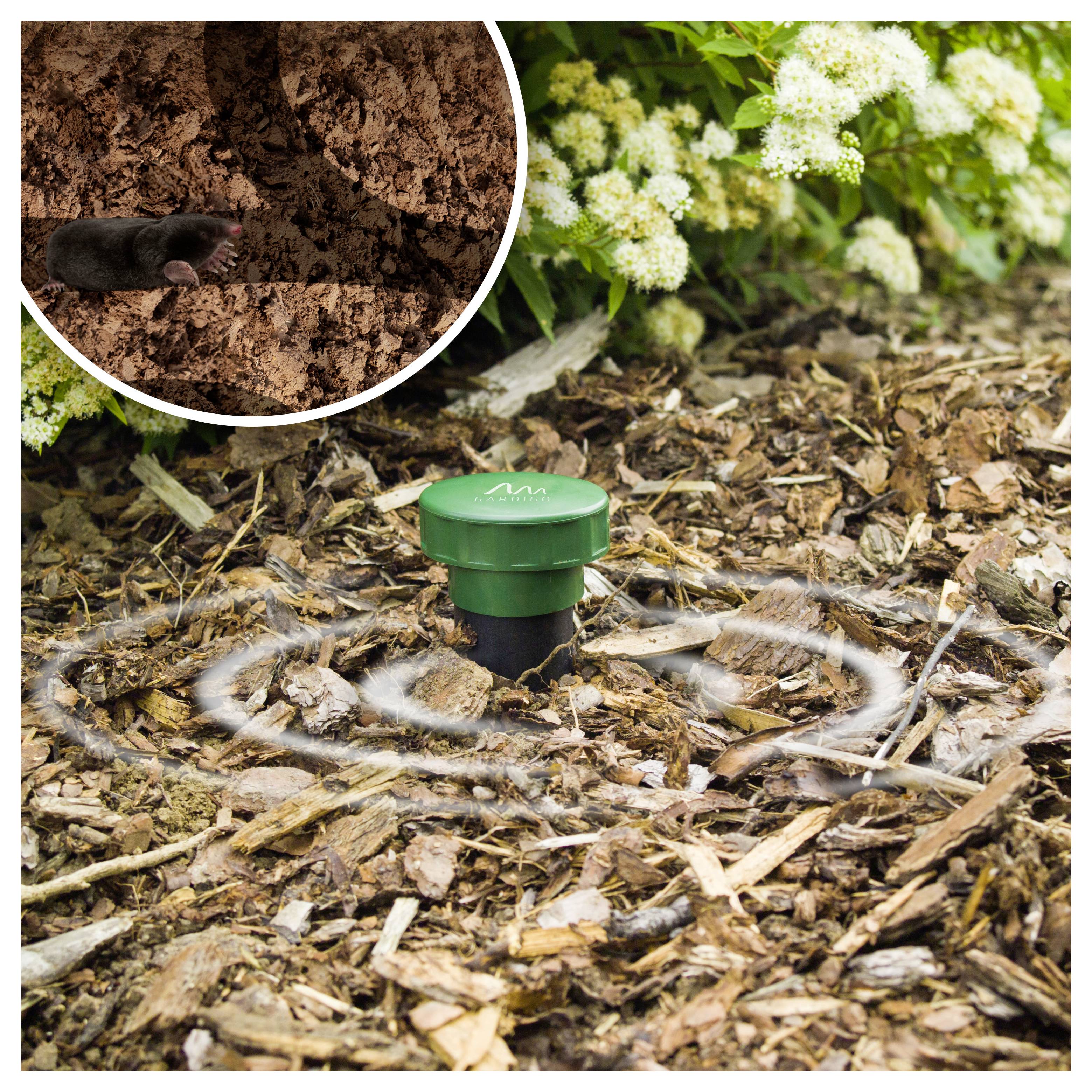 Piquet de capteur de jardin vert surveillant l'humidité du sol parmi le paillis, avec un encart montrant une taupe dans le sol à proximité.