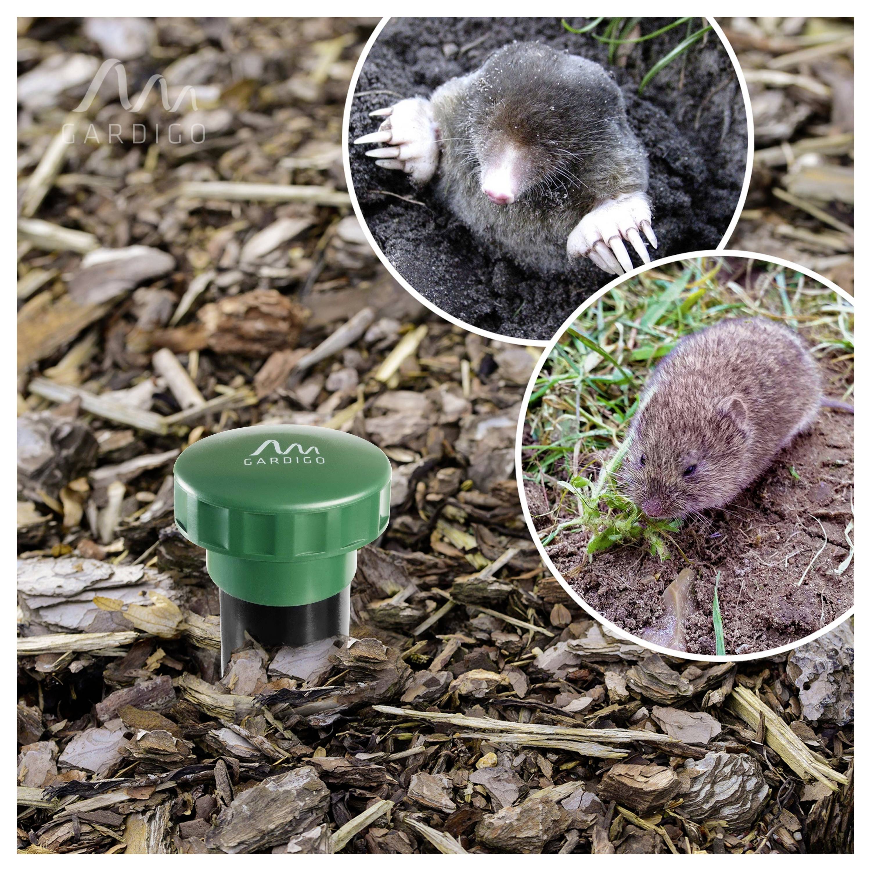Piquets répulsifs à ultrasons Gardigo verts dans du paillis, avec des photos en encadré d'une taupe et d'un campagnol pour montrer les nuisibles ciblés.