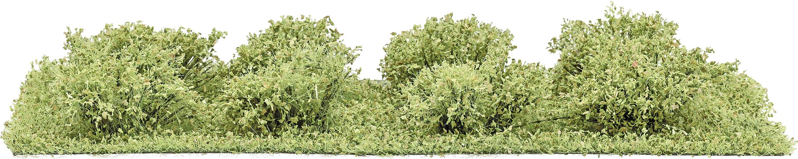 Rangée de quatre arbustes denses verts ou haies poussant en ligne contre un fond blanc.