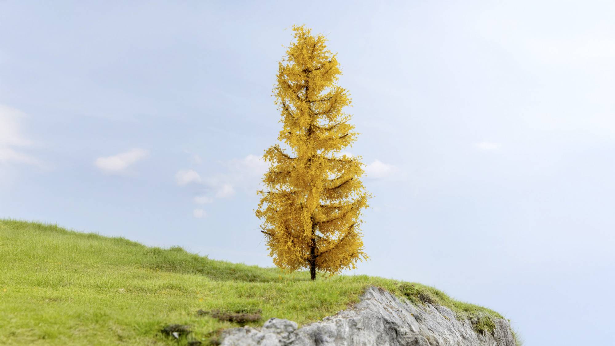 Un arbre doré solitaire se dresse sur un versant herbeux à côté de roches pâles sous un ciel bleu clair.