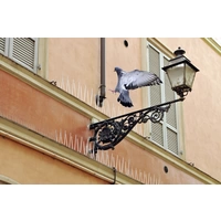Pics anti-pigeons effet dissuasif Swissinno 1 720 001K pour l'intérieur/extérieur Pics anti-pigeons effet dissuasif Swissinno 1 720 001K pour l'intérieur/extérieur