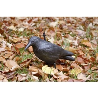 Corbeau anti-pigeons effet dissuasif Swissinno 1 582 001K pour l'intérieur/extérieur Corbeau anti-pigeons effet dissuasif Swissinno 1 582 001K pour l'intérieur/extérieur