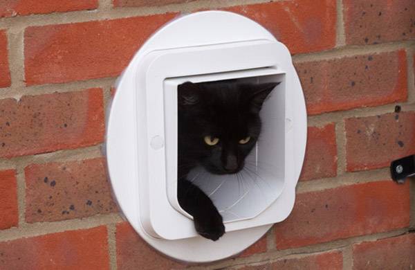 Un chat noir regarde à travers une chatière dans un mur de briques rouges, une patte avant tendue vers l'extérieur.