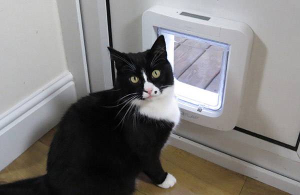 Un chat noir et blanc est assis devant une chatière dans une porte, regardant curieusement l'appareil photo et levant une patte.
