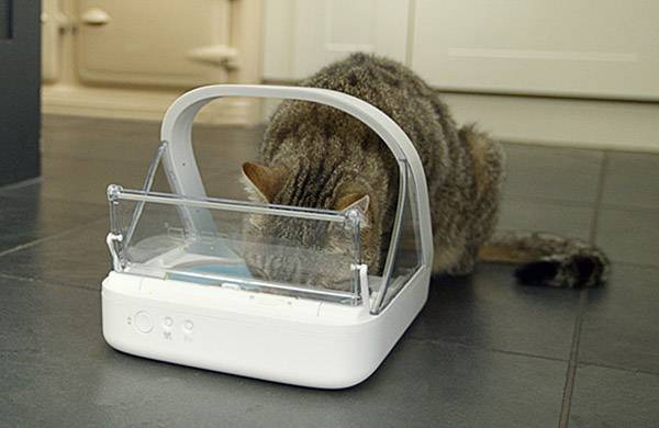 Un chat mange dans un distributeur de nourriture avec un couvercle rabattable dans une cuisine. Le distributeur a un couvercle transparent.