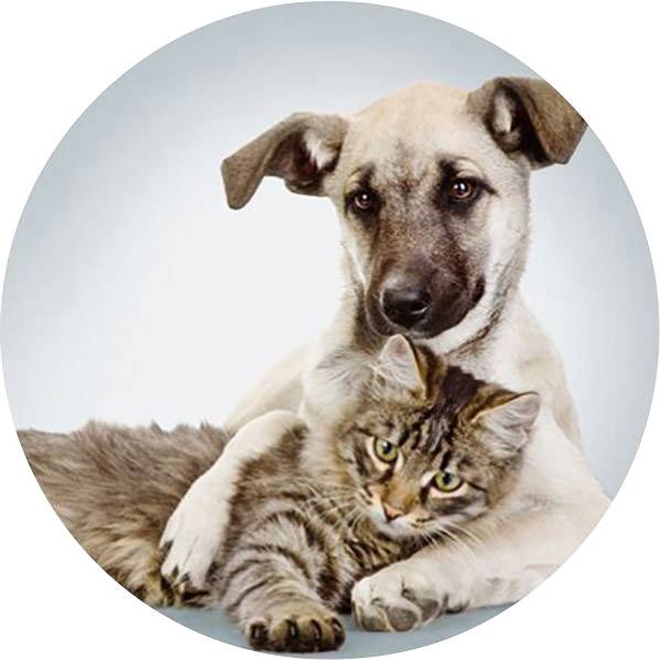 Un chien et un chat sont blottis l'un contre l'autre. Le chien enlace légèrement le chat avec une de ses pattes.