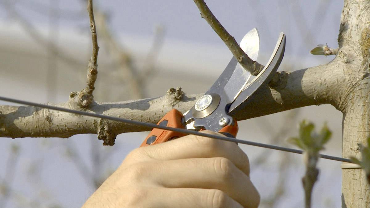 Une main coupe une branche avec un sécateur. L'accent principal est mis sur le processus de coupe et le sécateur utilisé.