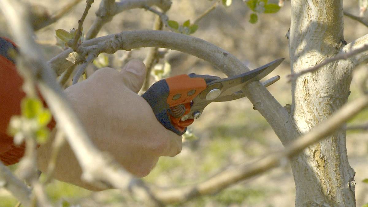 Une personne coupe une branche d'un arbre avec un sécateur orange et gris. Un vert flou est visible en arrière-plan.