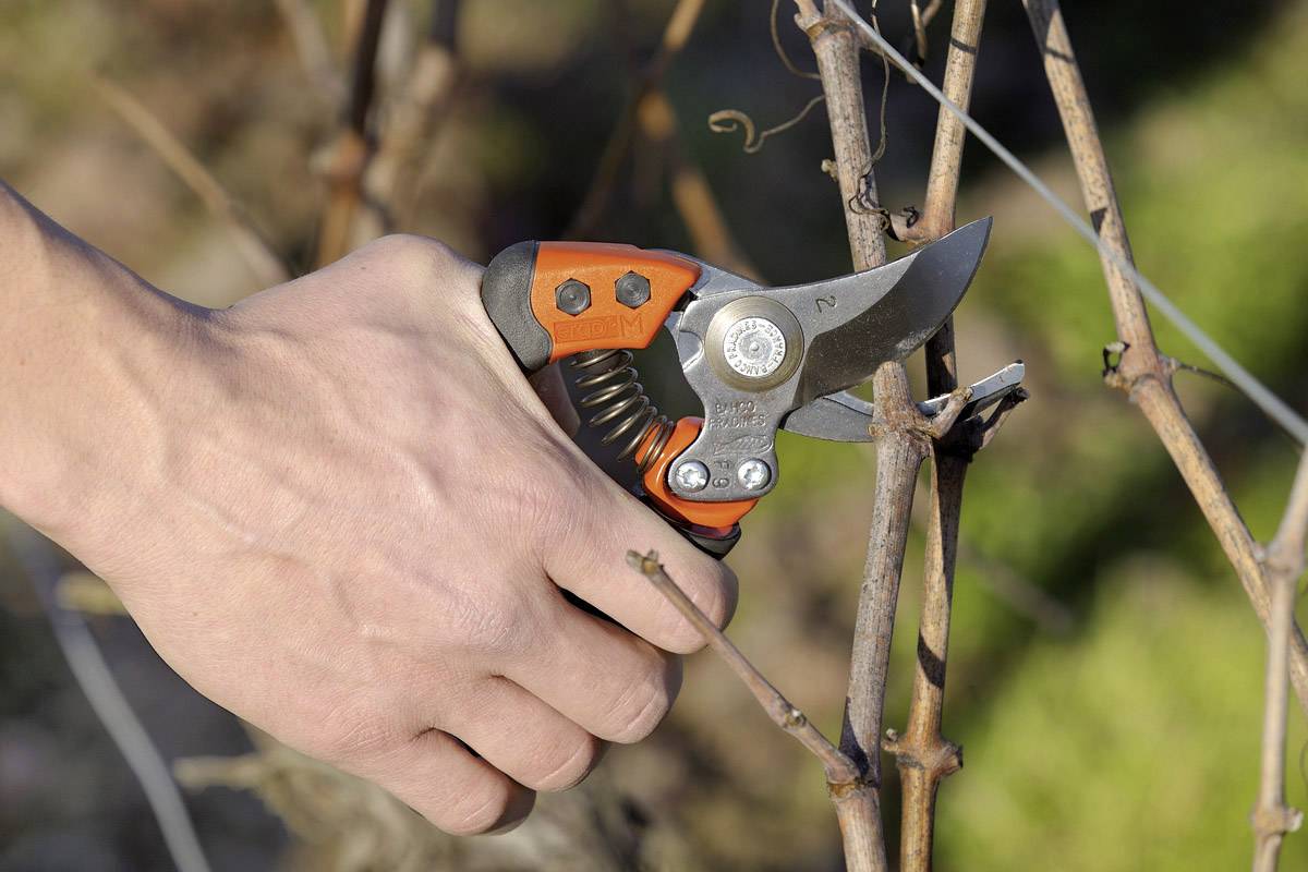 Une main coupe un sarment de vigne avec un sécateur orange. La végétation en arrière-plan est floue, ce qui met l'accent sur le sécateur.