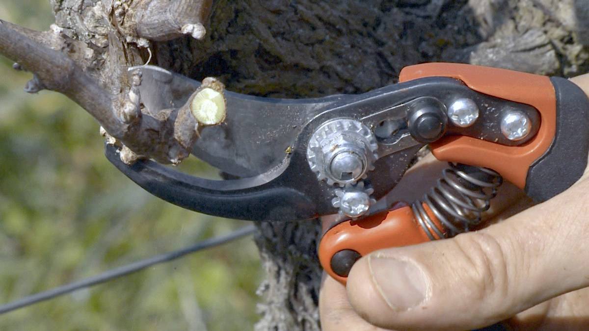 Une main coupe une petite branche d'un arbre avec un sécateur rouge. Le sécateur est positionné près de la base de la branche.