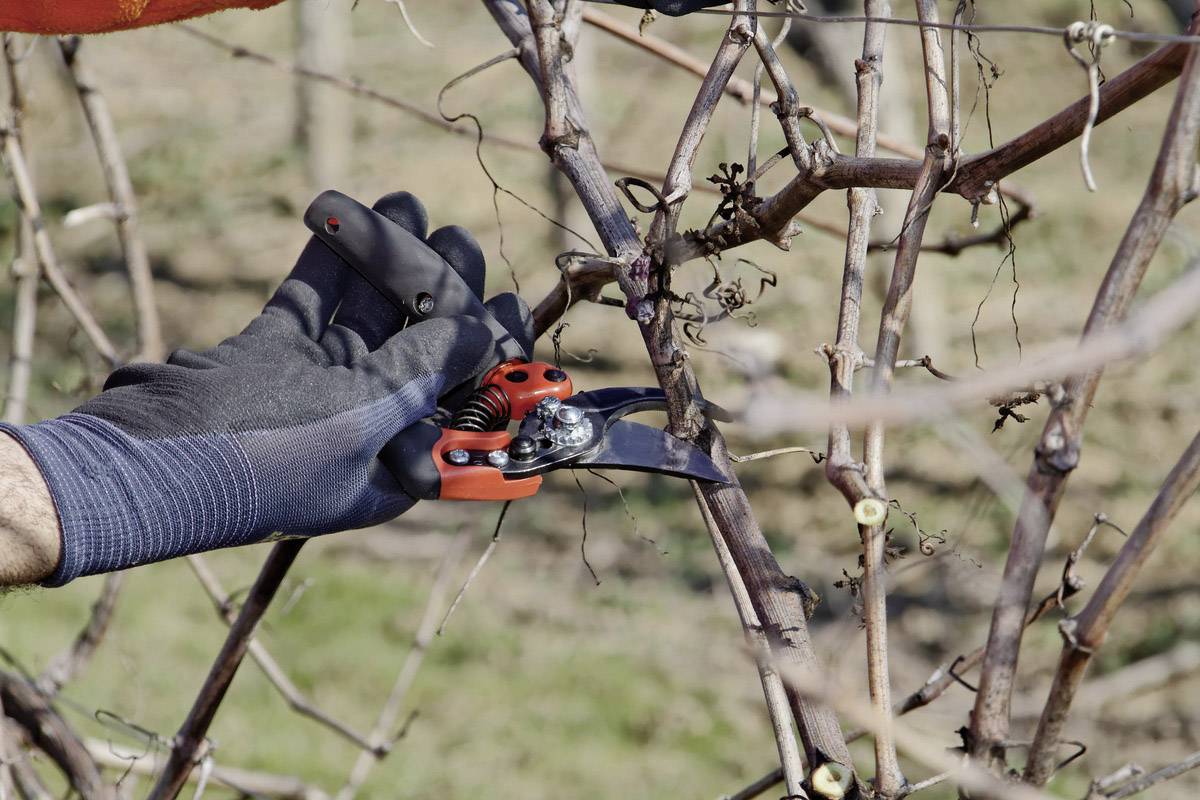 Une main gantée tient un sécateur rouge et coupe un cep de vigne dans le vignoble.