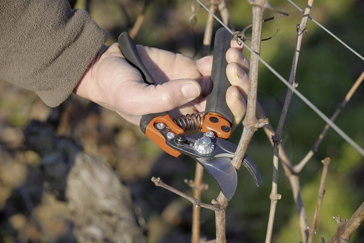 Une personne coupe des branches d'une plante avec un sécateur orange et noir.