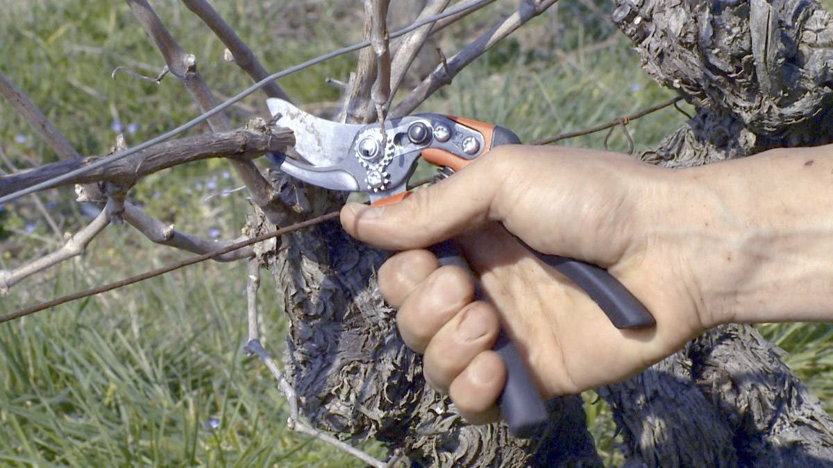 'Gros plan d'une main coupant un cep de vigne avec un sécateur. En arrière-plan, un vert flou de végétation.'
