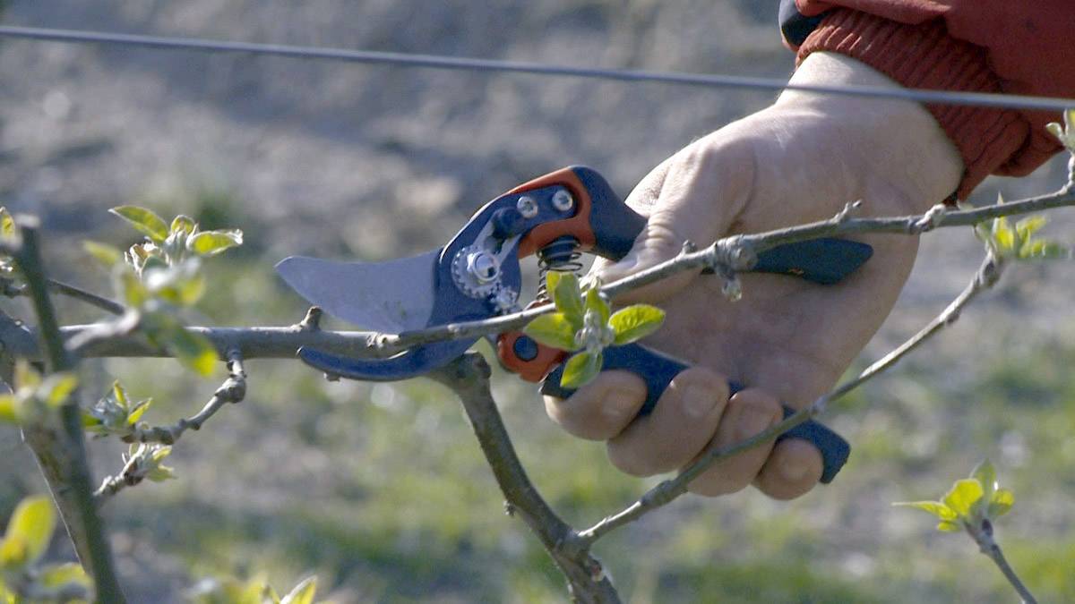 Une personne coupe une branche avec un sécateur. Un jardin est visible de manière floue en arrière-plan.