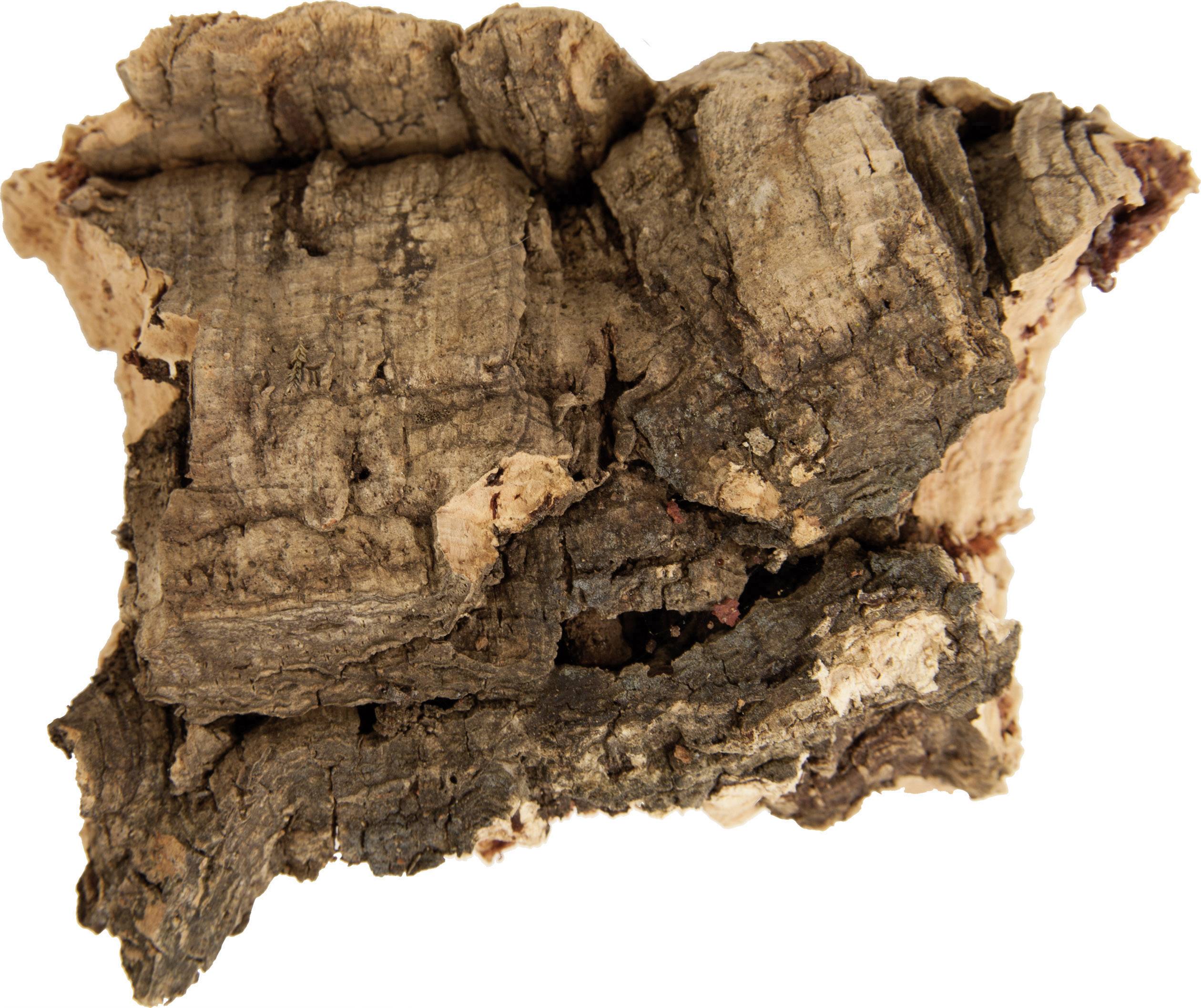 Un morceau d'écorce de liège en gros plan, montrant la texture irrégulière et rugueuse ainsi que les variations naturelles de couleur allant du brun clair au brun foncé.