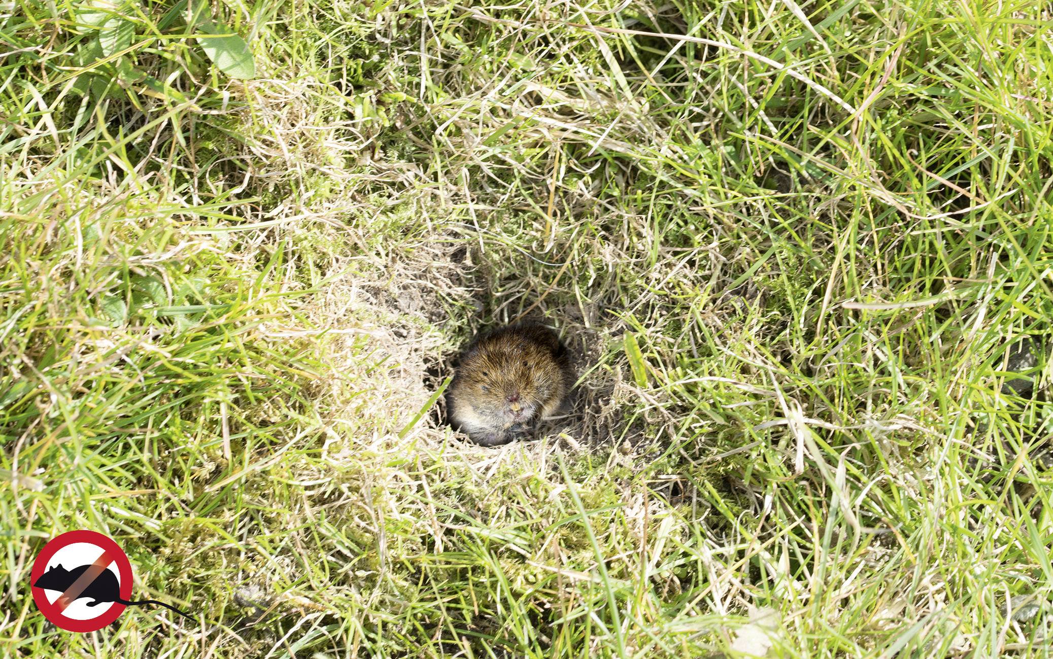 Répulseur de campagnols Gardigo Alu Basic Type de fonctions à vibration Champ d'action 700 m² 1 pc(s)