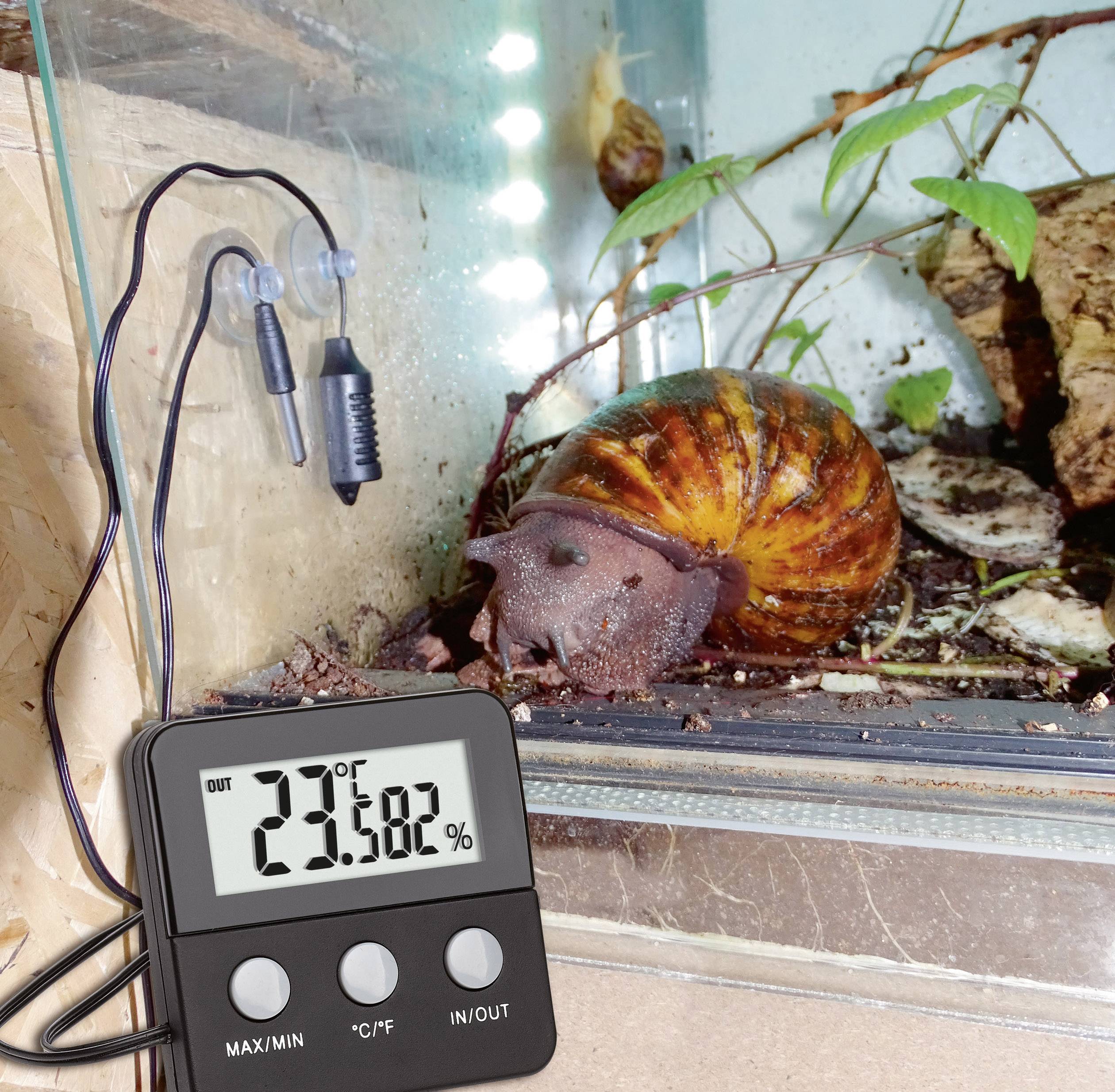 Un grand escargot dans un terrarium avec des plantes. Un thermomètre numérique indique 27,6 degrés Celsius et une humidité de l'air de 80 %.
