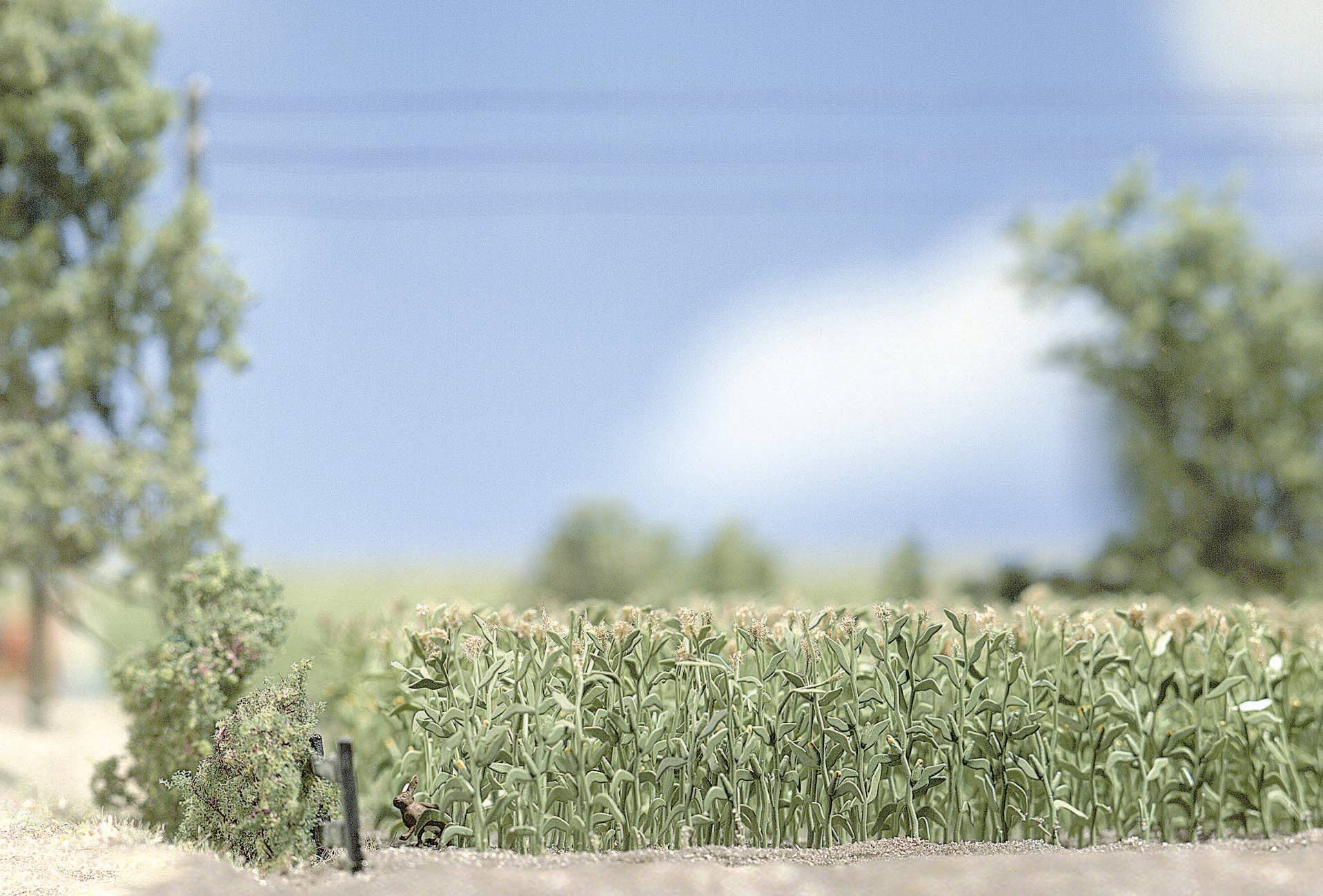 Un modèle miniature d'un paysage rural avec un champ de maïs au premier plan, des arbres en arrière-plan et un ciel bleu.