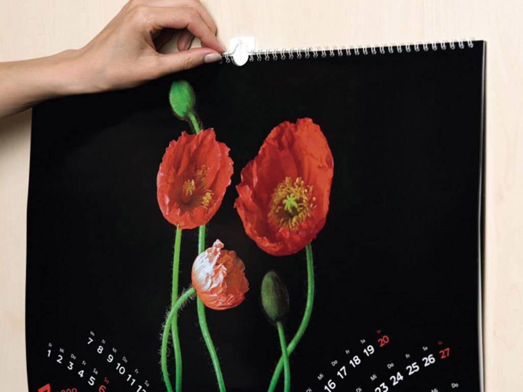 Une main accroche un calendrier mural orné d'un motif de pavot sur un crochet. Le calendrier affiche une page mensuelle avec des chiffres mis en évidence en rouge.