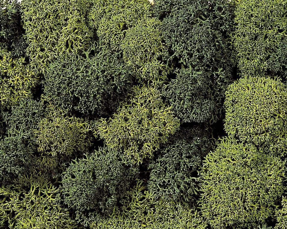 Mousse NOCH 08610 vert clair, vert foncé