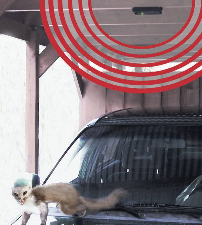 Un martre aux poils bleus court sur le toit d'une voiture située sous un carport. Des cercles rouges indiquent un système de dissuasion.